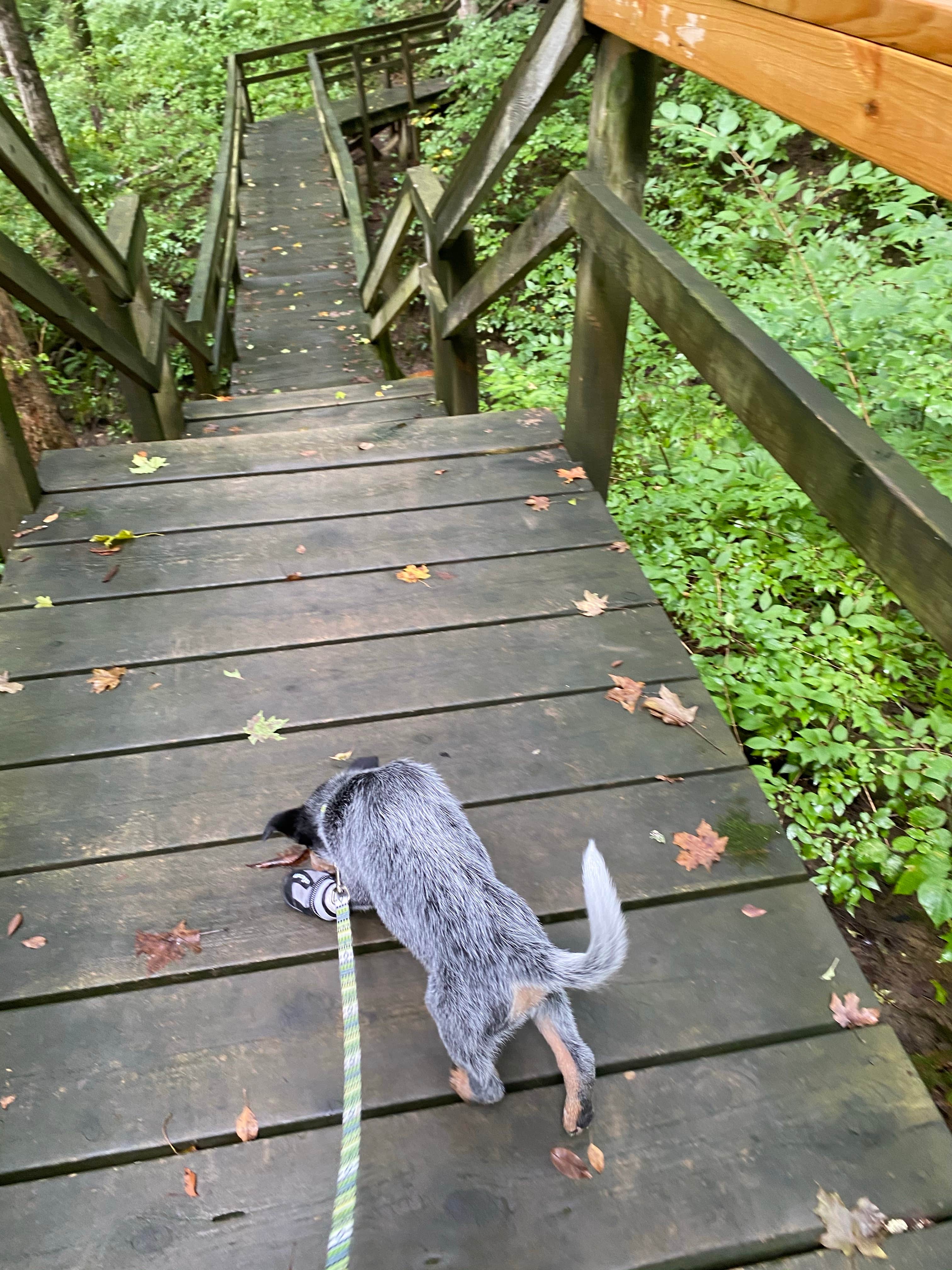 Andrea F.'s photo of camping with pets at Cowan Lake State Park Campground near Yellow Springs, OH