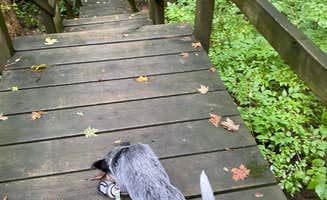 Andrea F.'s photo of camping with pets at Cowan Lake State Park Campground near Paint Creek Lake