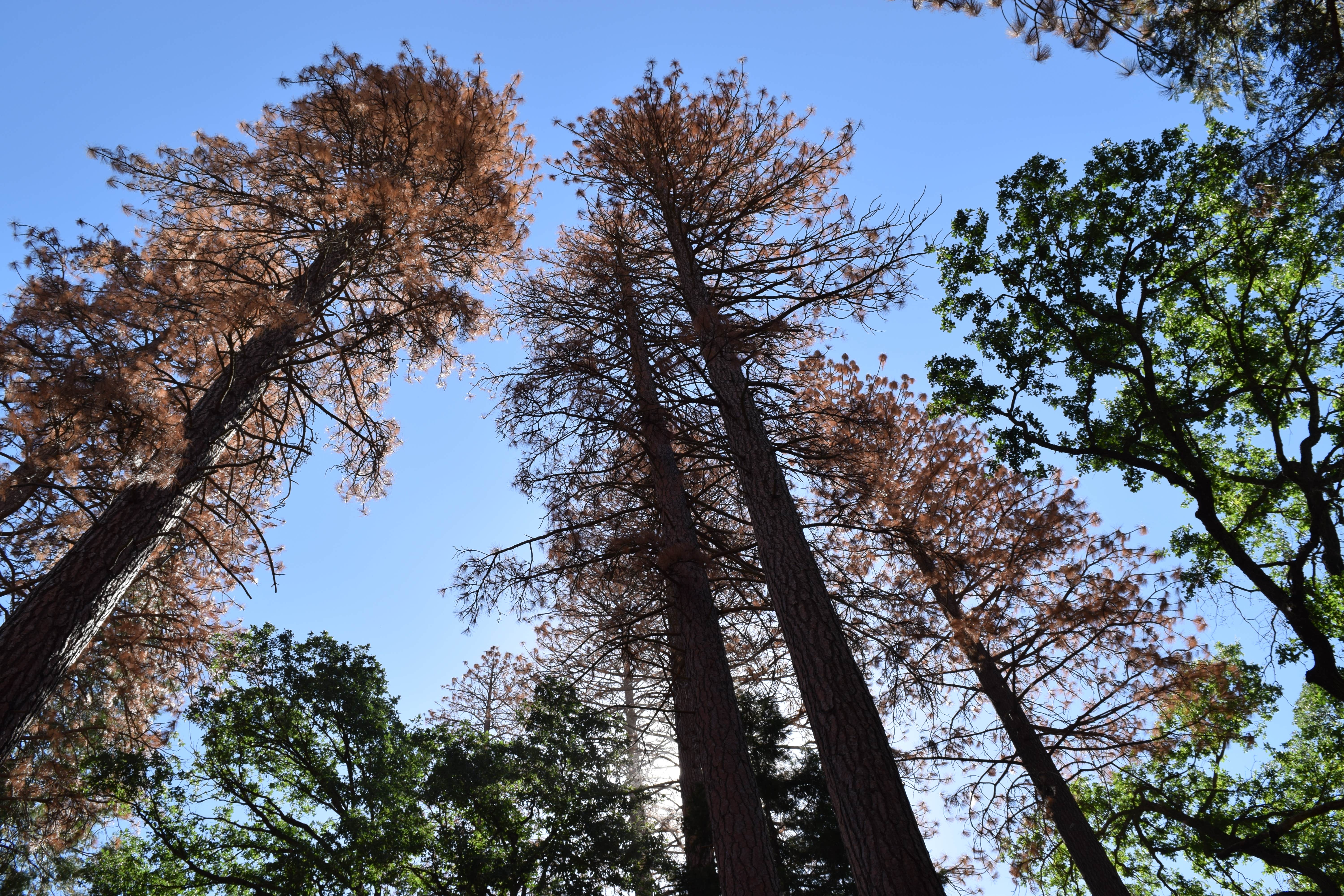 Camper submitted image from Alder Creek Campground - Tentatively closed for 2022 - 3