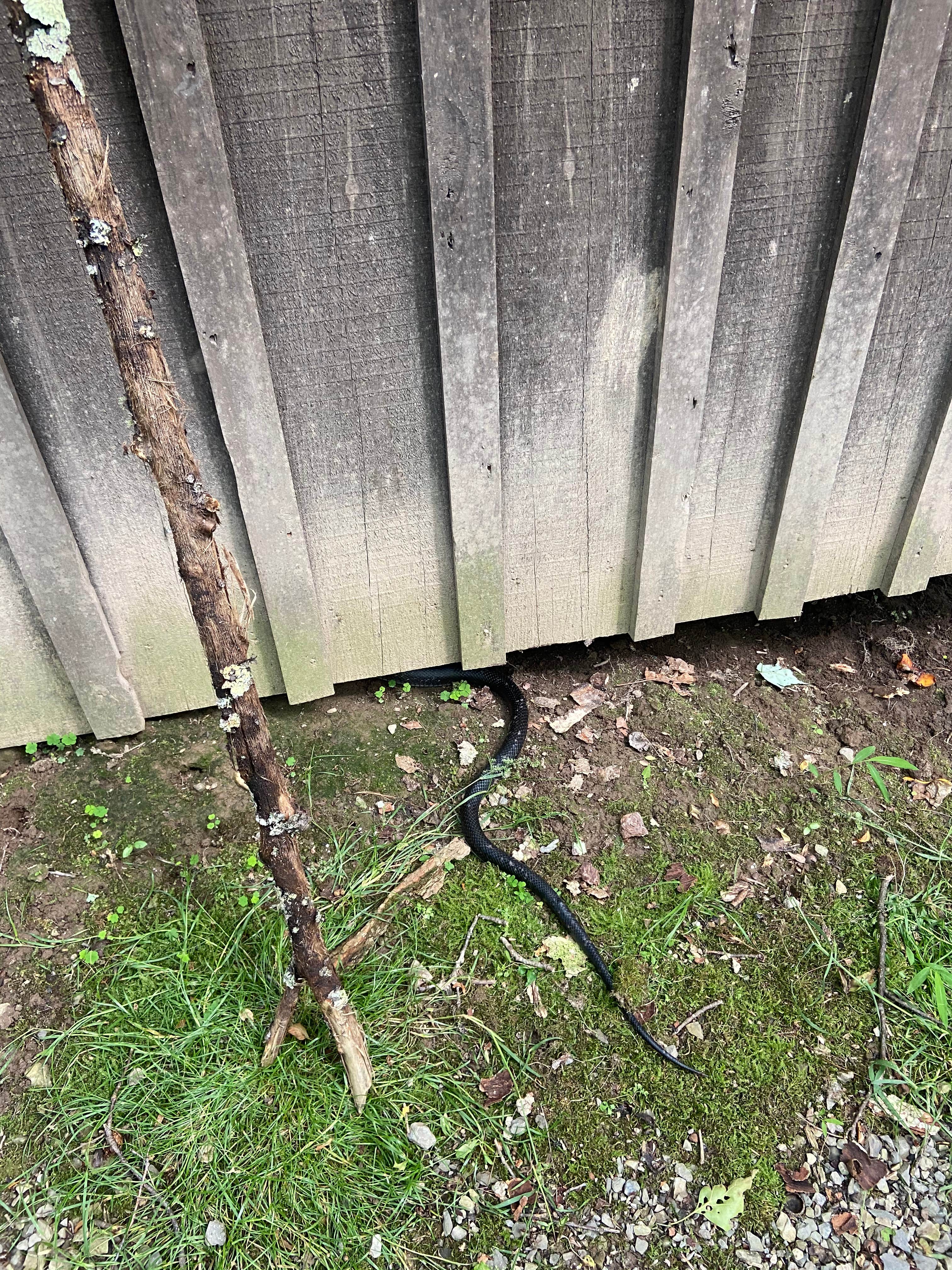 Camper-submitted photo at Greenbrier River Trail Milepost 63.8 Primitive Campsite near Snowshoe, WV