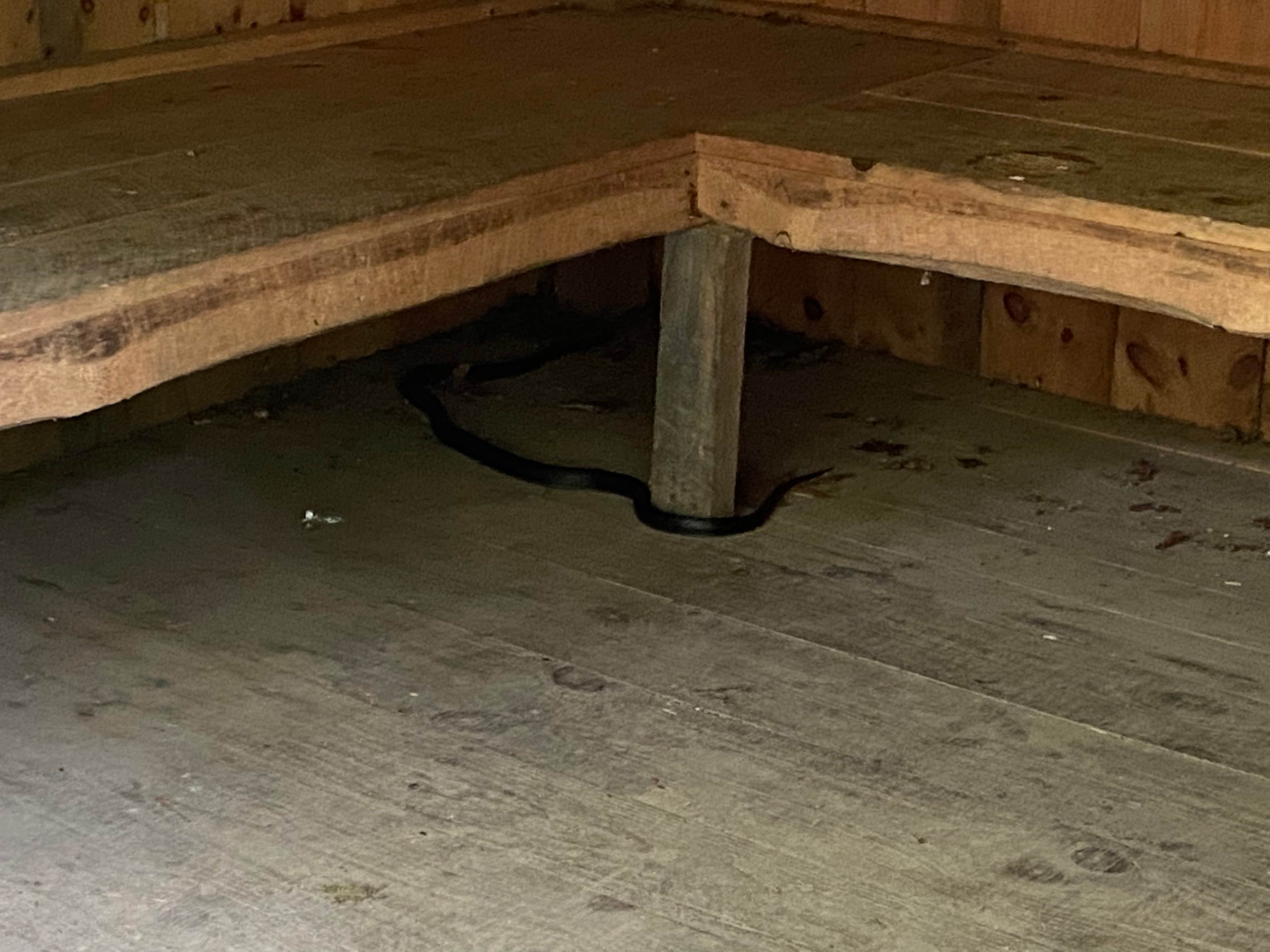 Camper-submitted photo at Greenbrier River Trail Milepost 63.8 Primitive Campsite near Snowshoe, WV