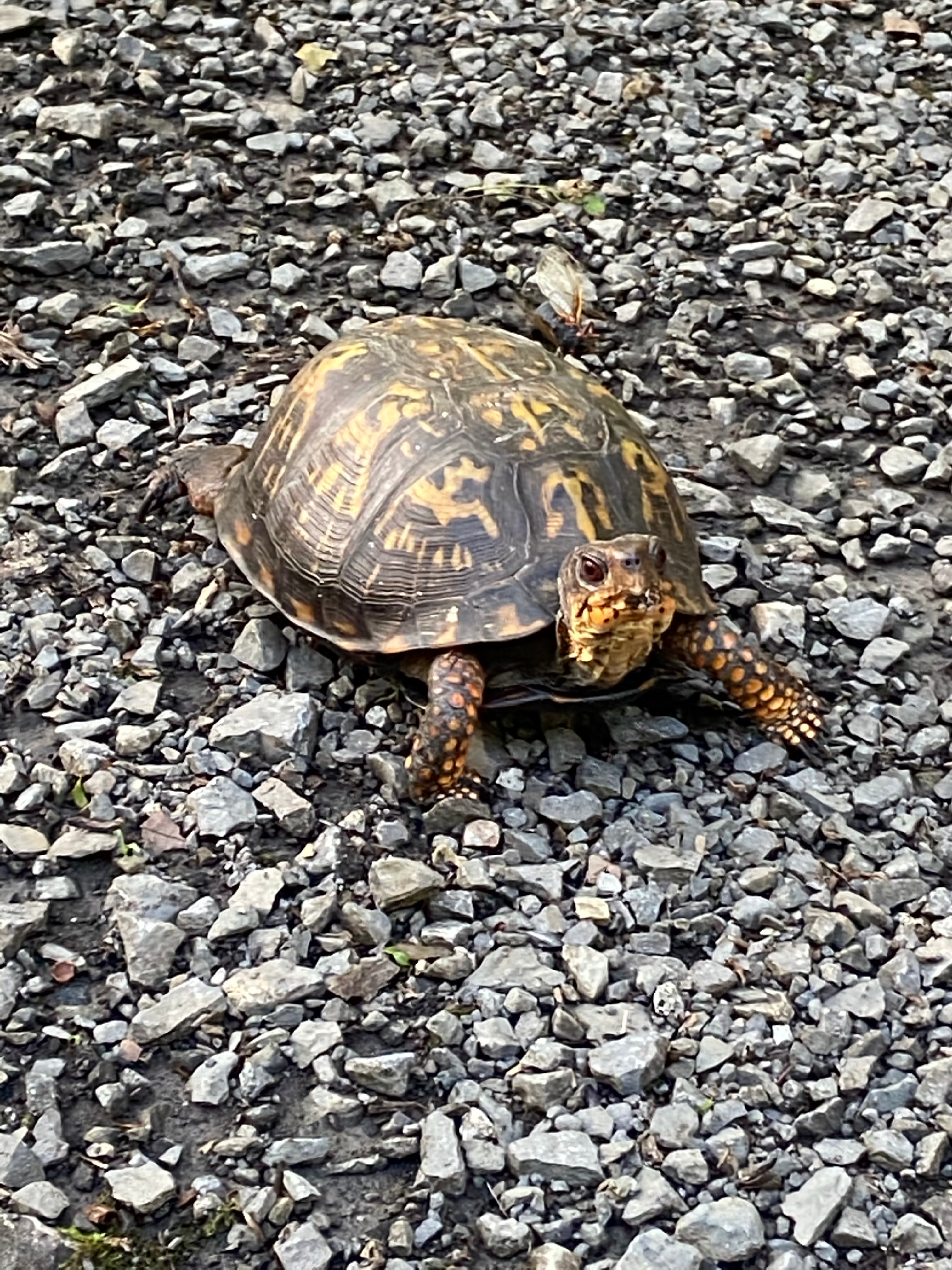 Eastern Box turtles migrated to the center of the trail to lay eggs each evening all along the trail...each morning the eggs were dug up and the contents eaten, likely by raccoons.