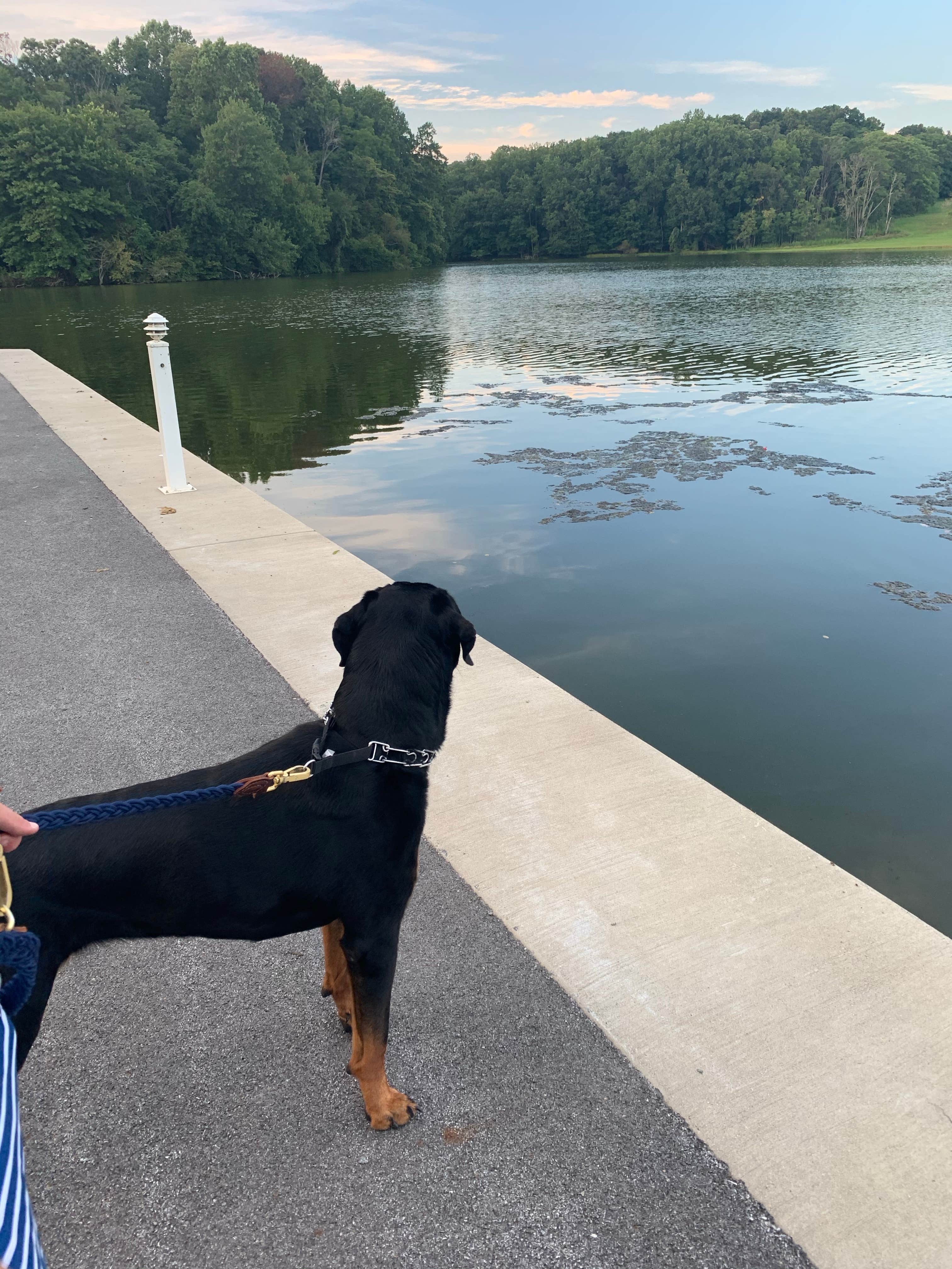 Alanna M.'s photo of camping with pets at Muddy Run Rec Park - PPL near Elk Mills, MD