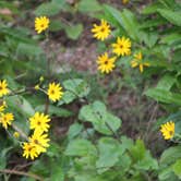 Review photo of Cloudland Canyon State Park Campground by Joel R., September 4, 2020