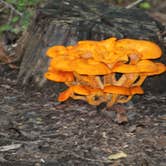 Review photo of Cloudland Canyon State Park Campground by Joel R., September 4, 2020