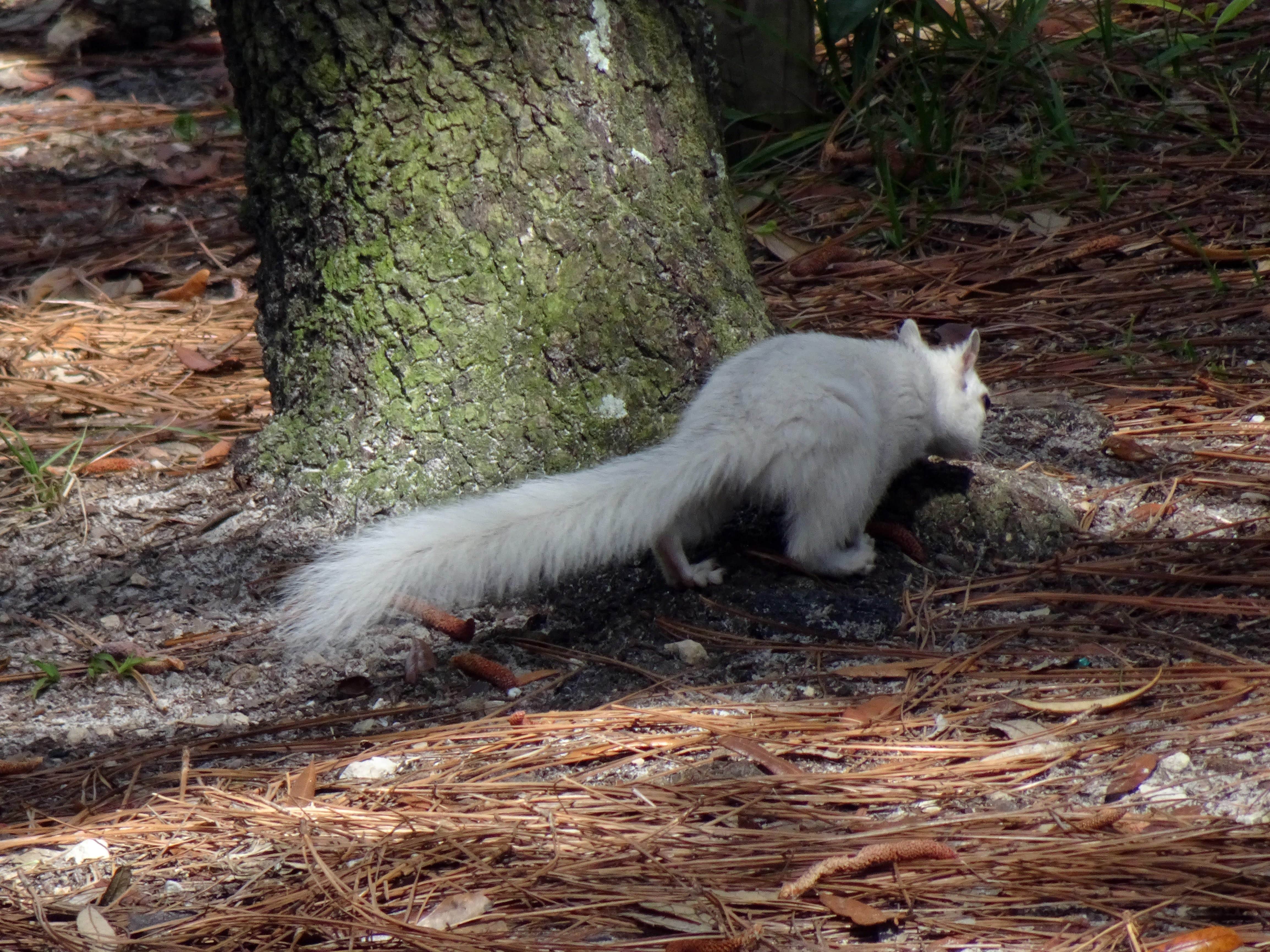 Annell N.'s photo of camping with pets at Ochlockonee River State Park Campground near Apalachicola National Forest