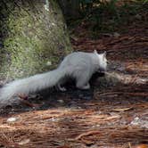 Review photo of Ochlockonee River State Park Campground by Annell N., September 4, 2020