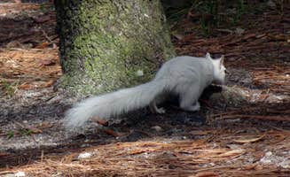 Annell N.'s photo of camping with pets at Ochlockonee River State Park Campground near Havana, FL