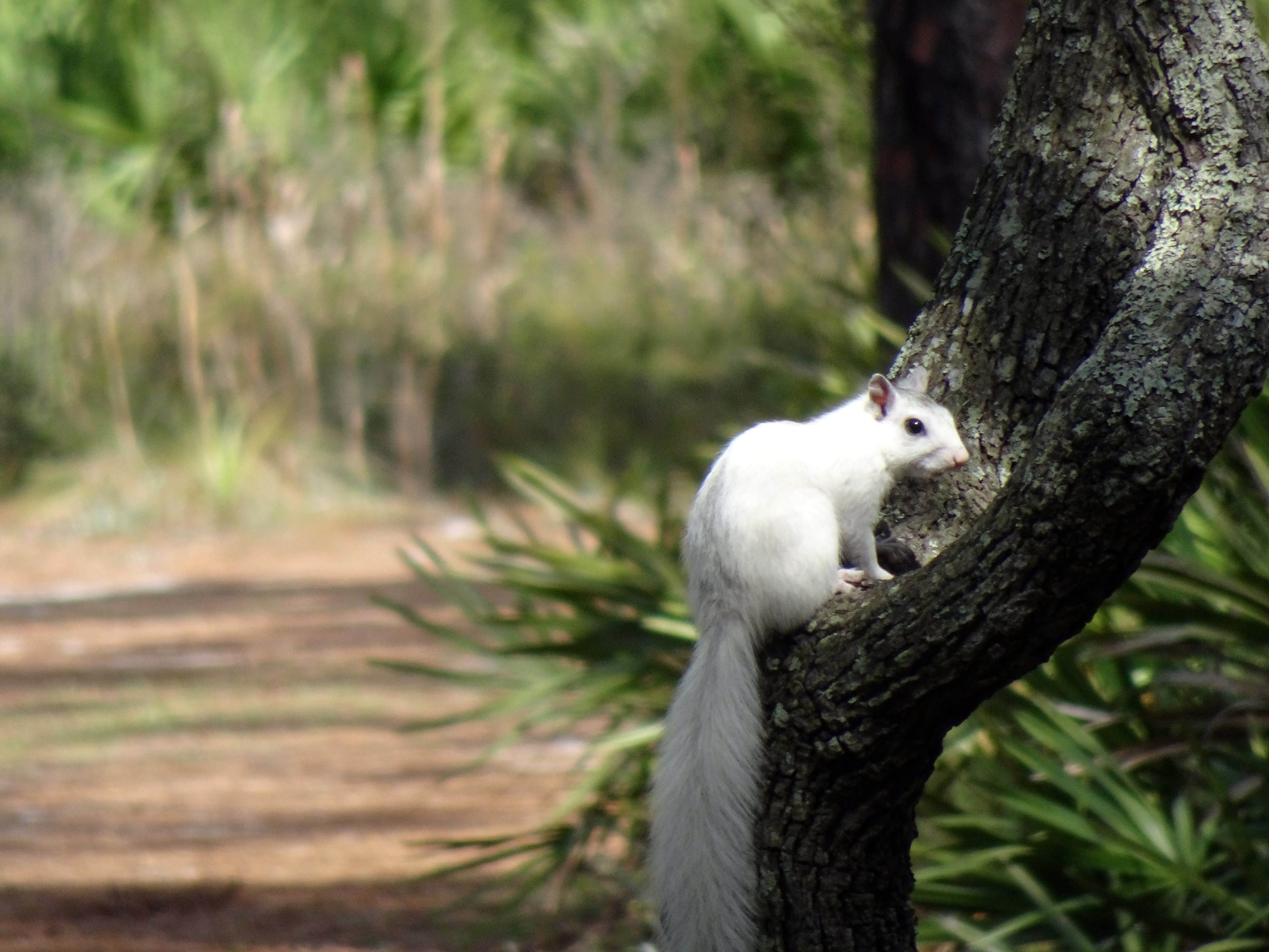 Camper-submitted photo at Ochlockonee River State Park Campground near Hosford, FL
