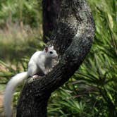 Review photo of Ochlockonee River State Park Campground by Annell N., September 4, 2020