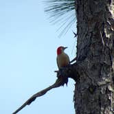 Review photo of Ochlockonee River State Park Campground by Annell N., September 4, 2020