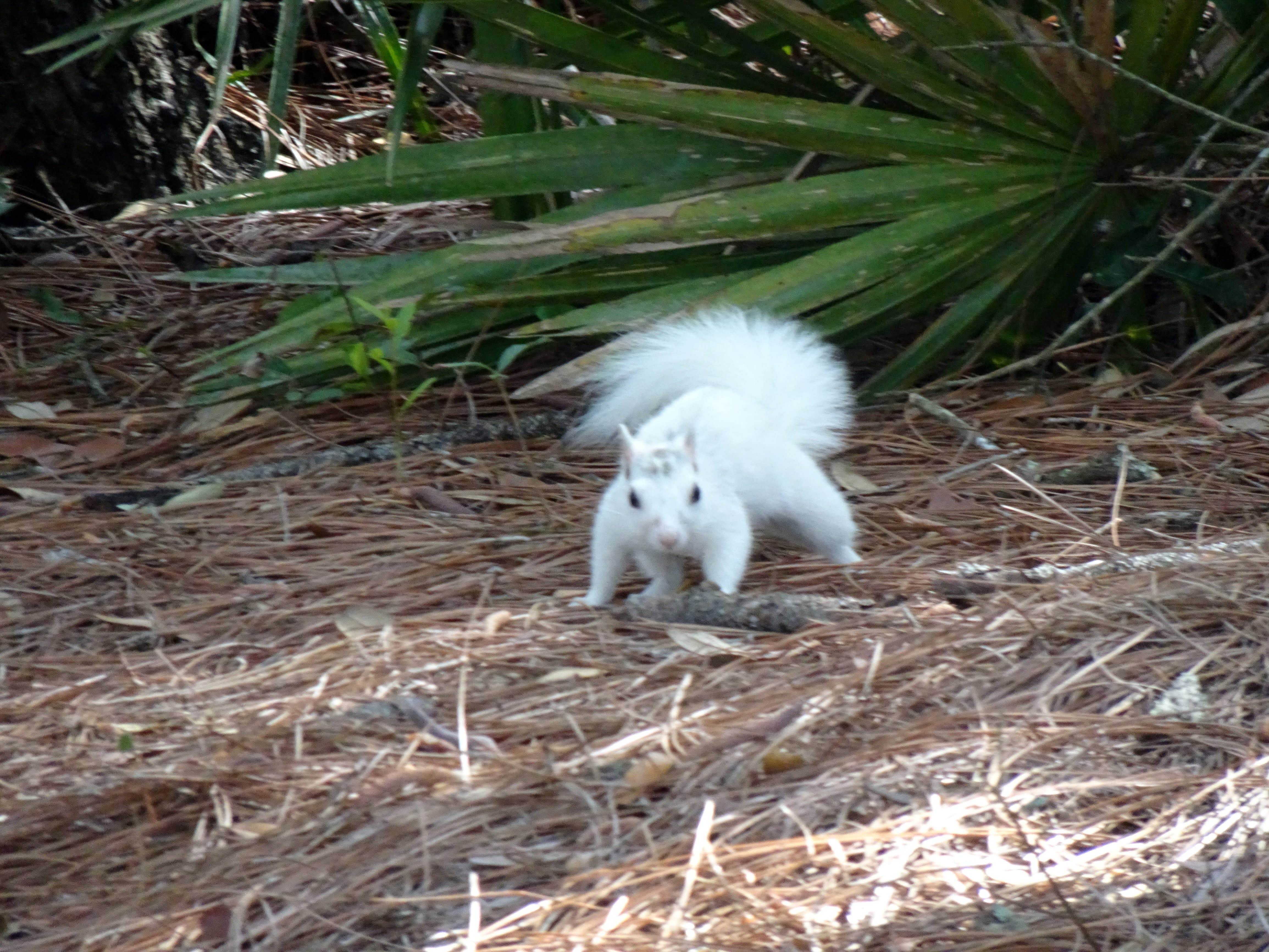 Annell N.'s photo of camping with pets at Ochlockonee River State Park Campground near Tallahassee, FL