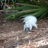 Review photo of Ochlockonee River State Park Campground by Annell N., September 4, 2020