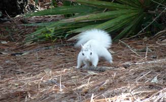 Annell N.'s photo of camping with pets at Ochlockonee River State Park Campground near Apalachicola National Forest
