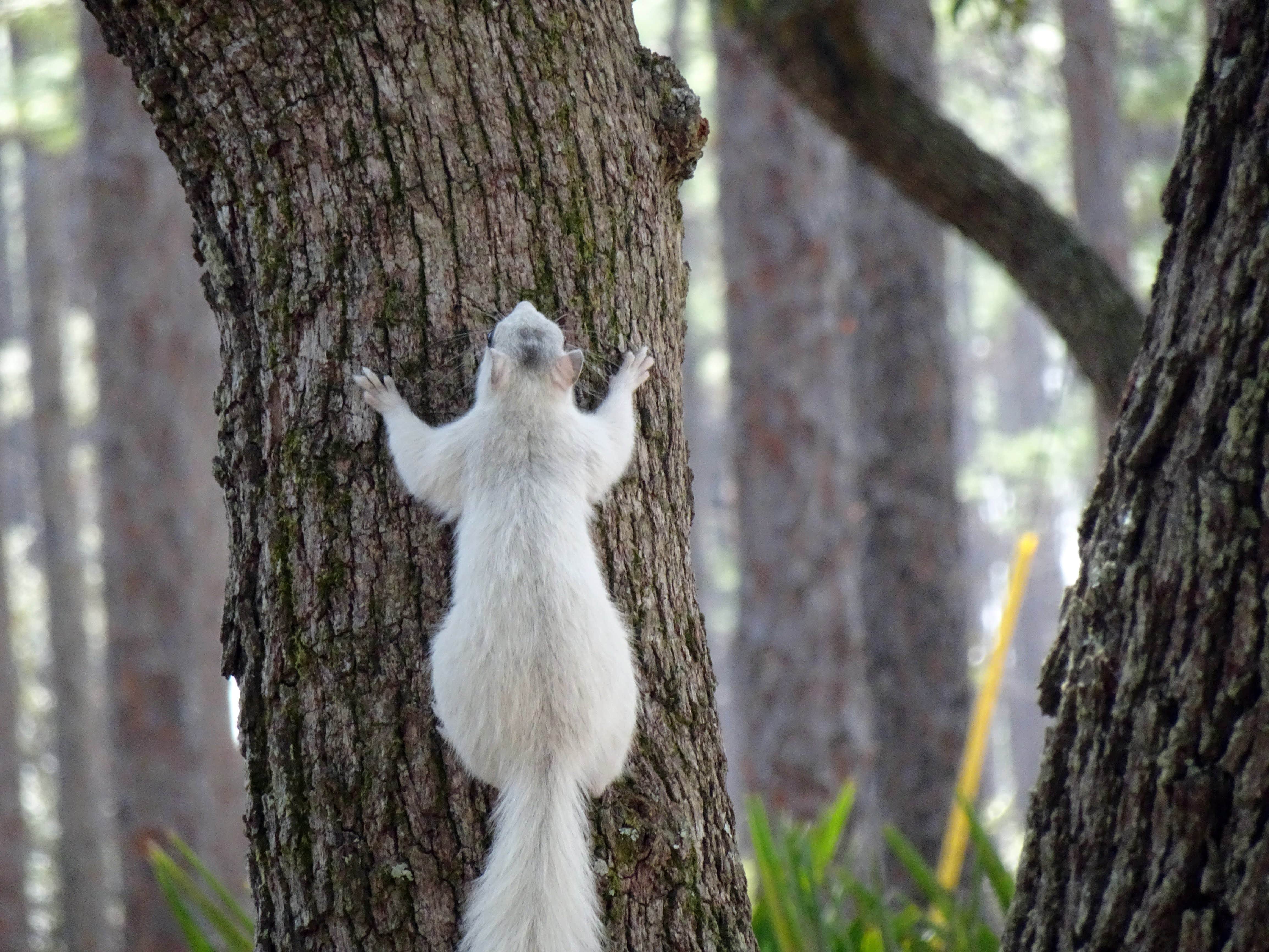 Camper-submitted photo at Ochlockonee River State Park Campground near Hosford, FL