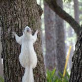 Review photo of Ochlockonee River State Park Campground by Annell N., September 4, 2020