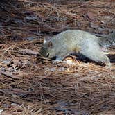 Review photo of Ochlockonee River State Park Campground by Annell N., September 4, 2020