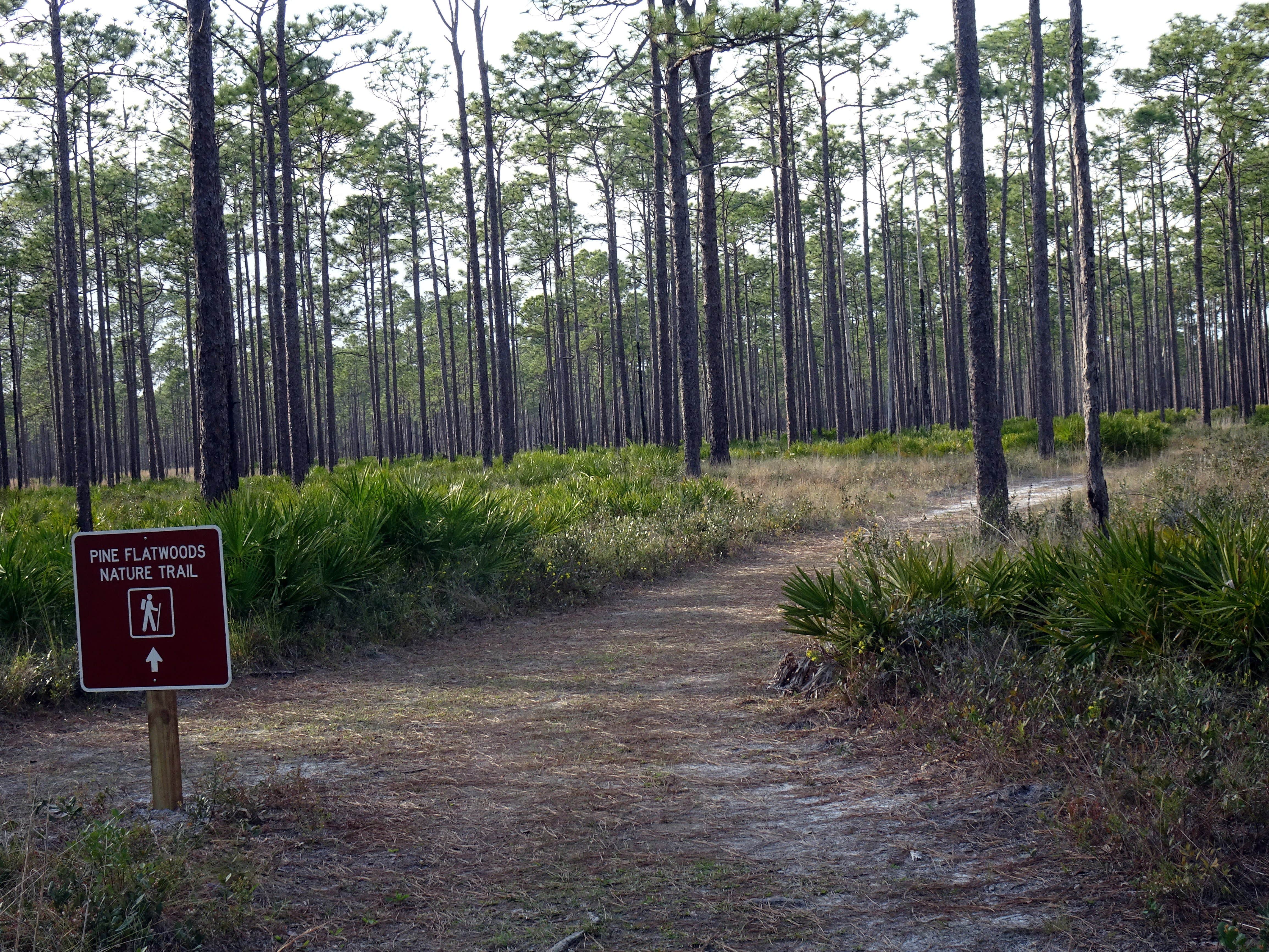 Camper submitted image from Ochlockonee River State Park Campground - 3