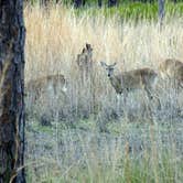 Review photo of Ochlockonee River State Park Campground by Annell N., September 4, 2020