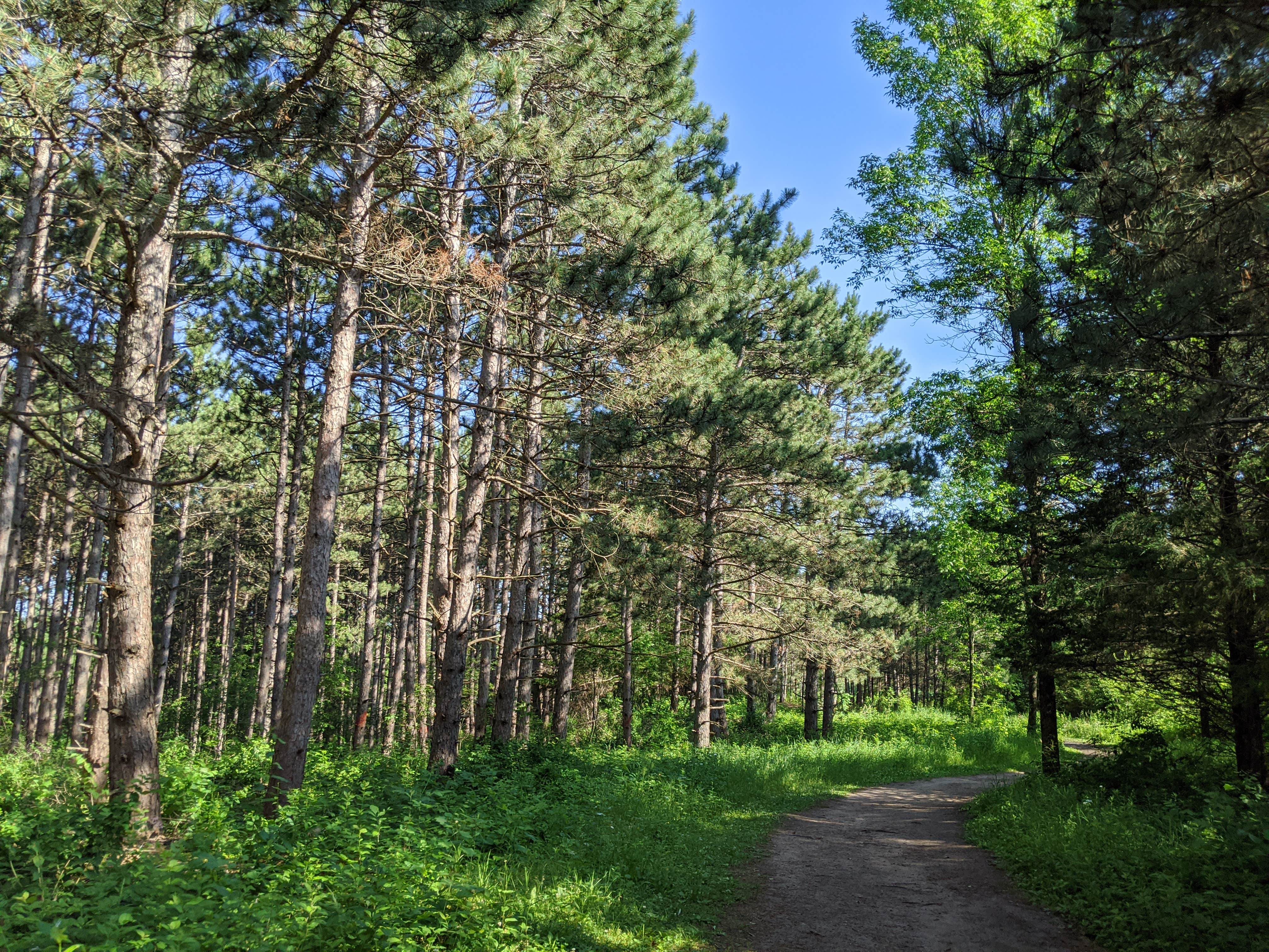 So many mature pines