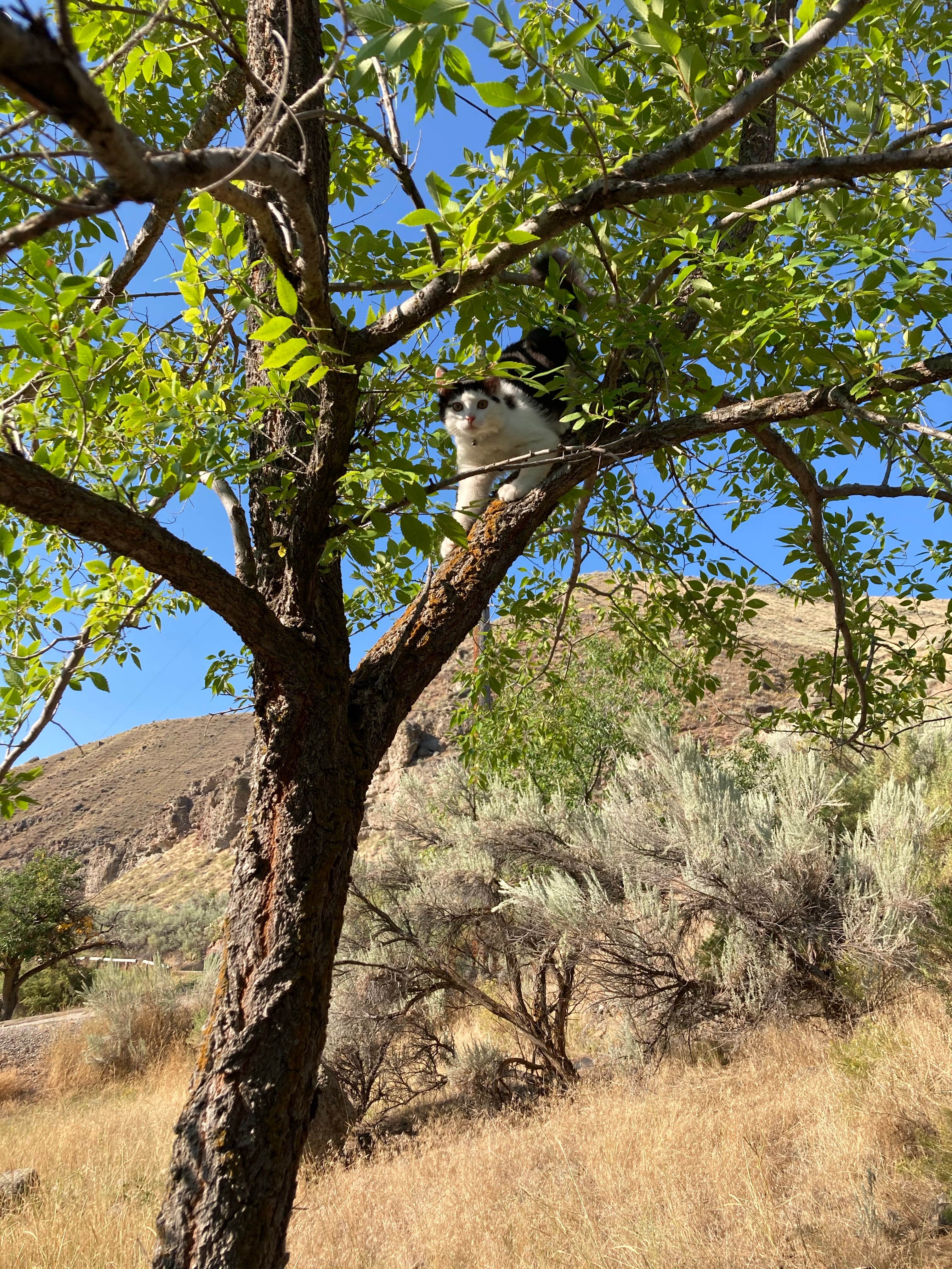 Camper-submitted photo at Morgan Bar Campground near Carmen, ID