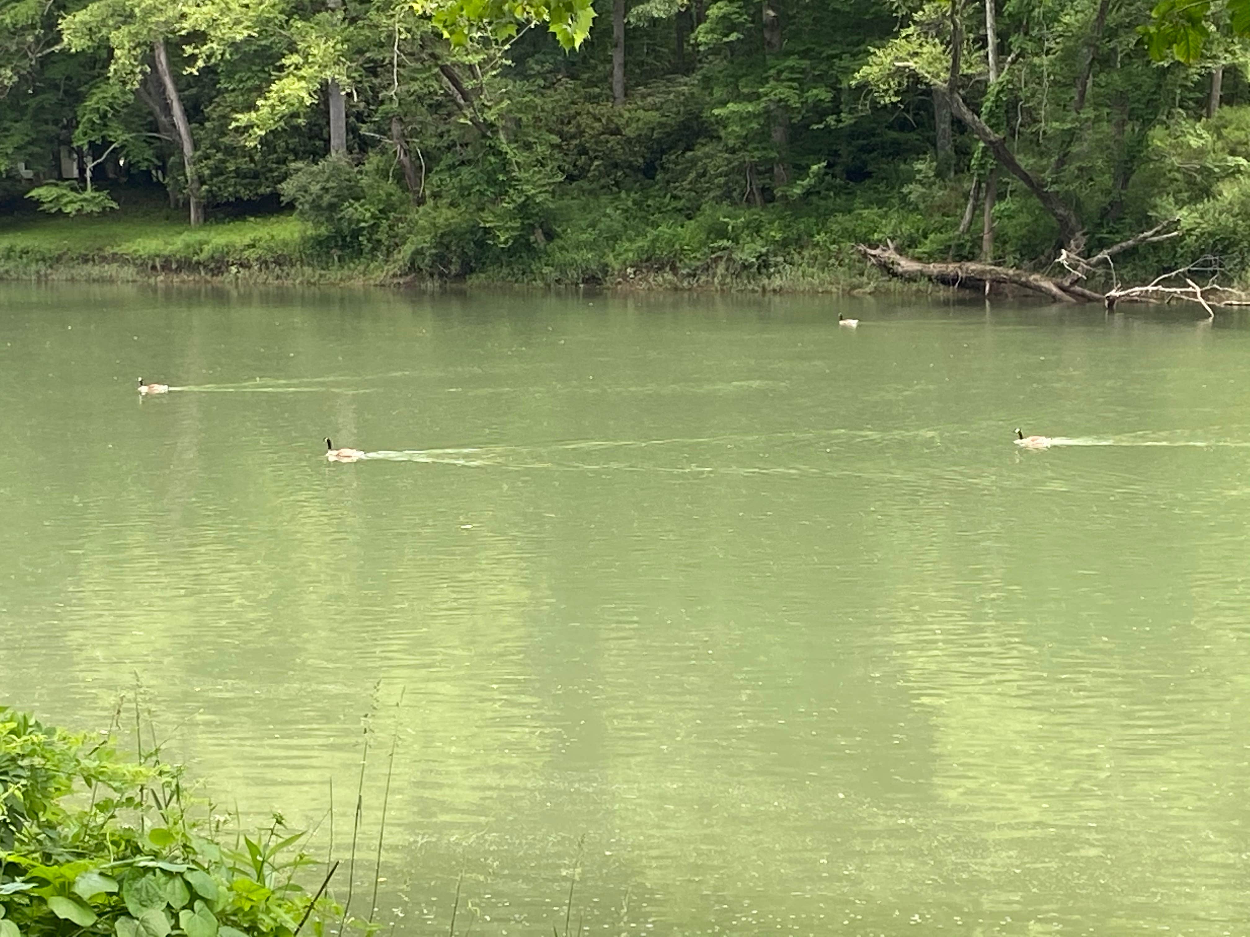 Waterfowl cruising the riverway