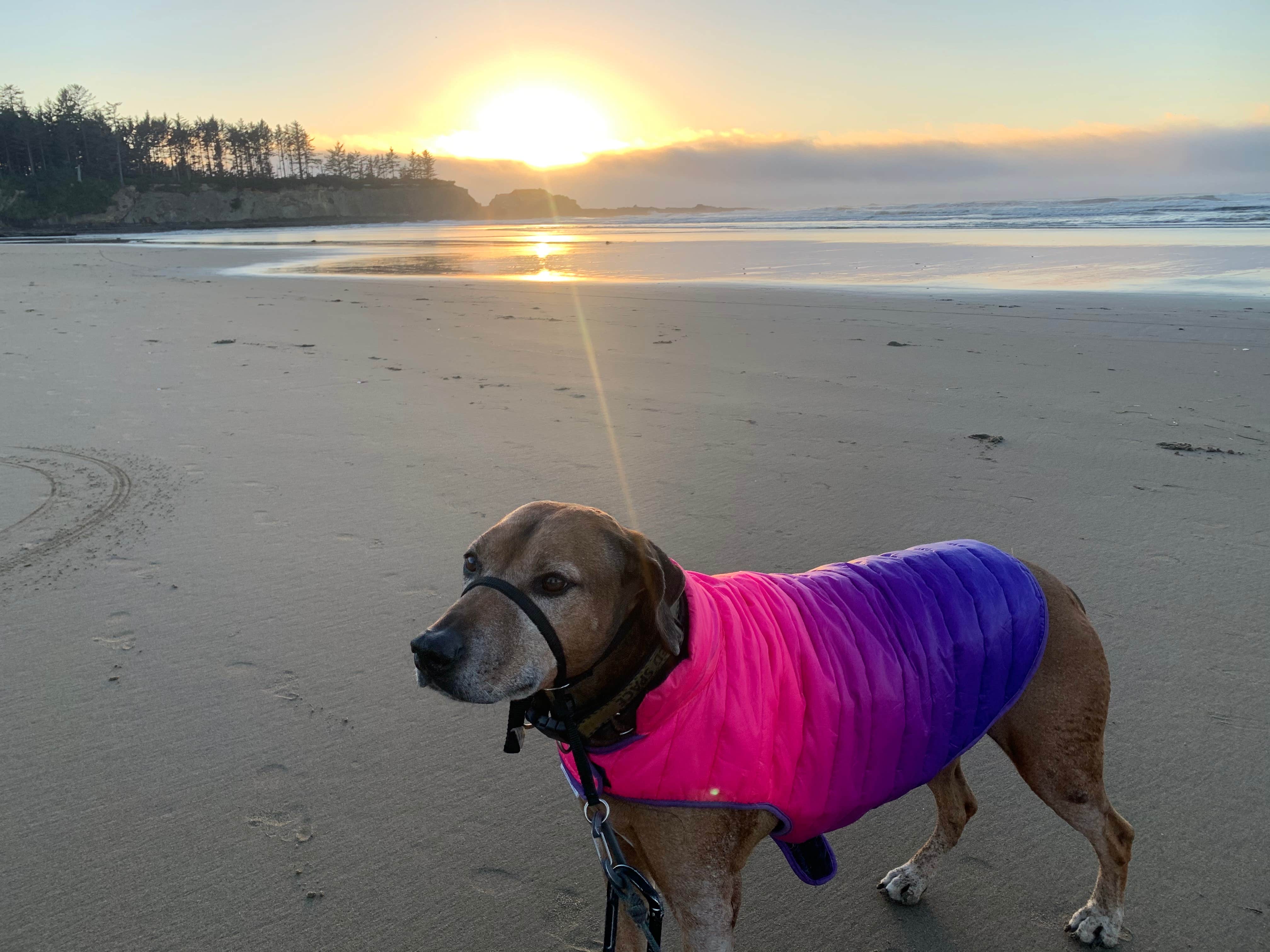 Sara S.'s photo of camping with pets at Sun Outdoors Coos Bay near Bandon, OR