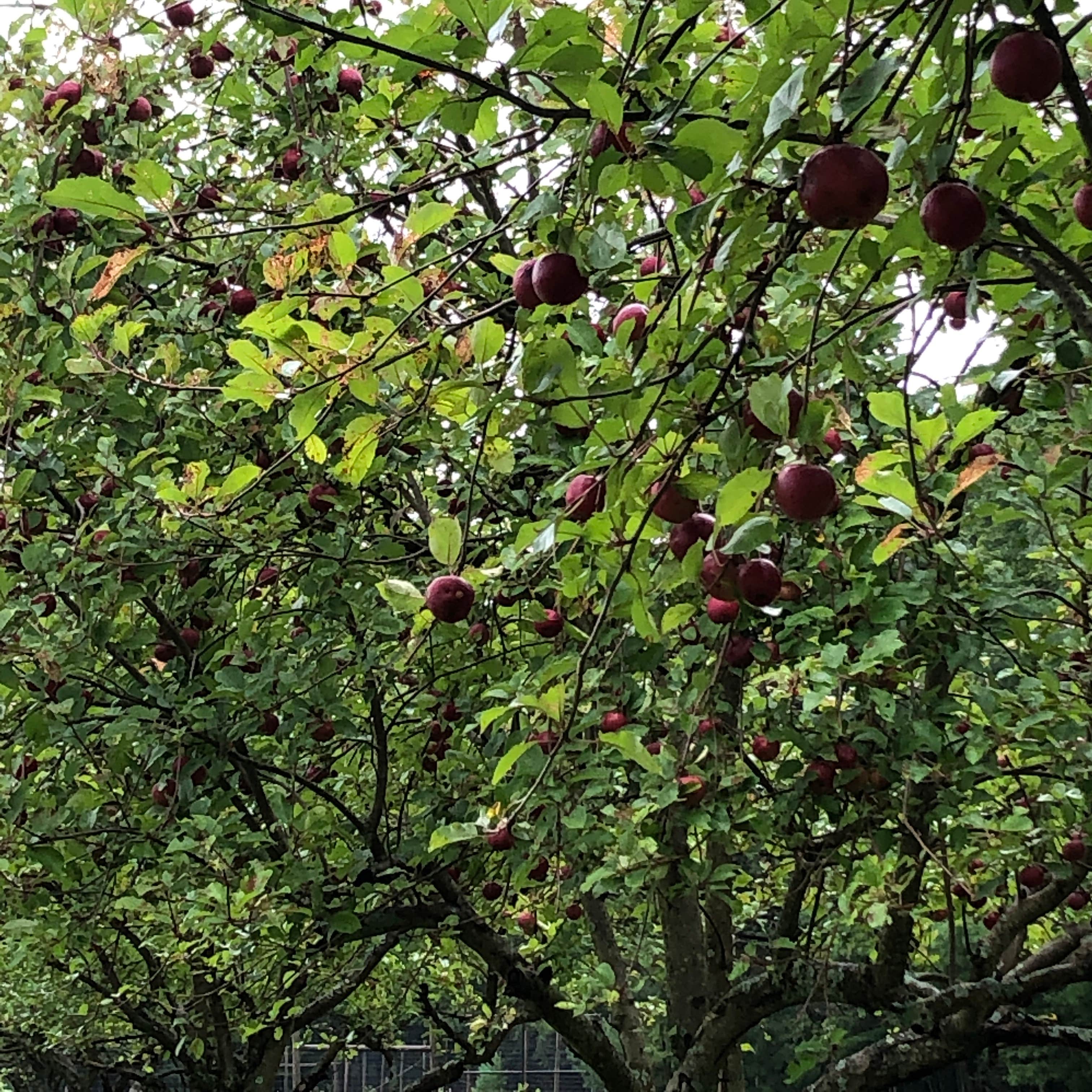 Camper-submitted photo at Simon B. Elliott State Park Campground near Falls Creek, PA