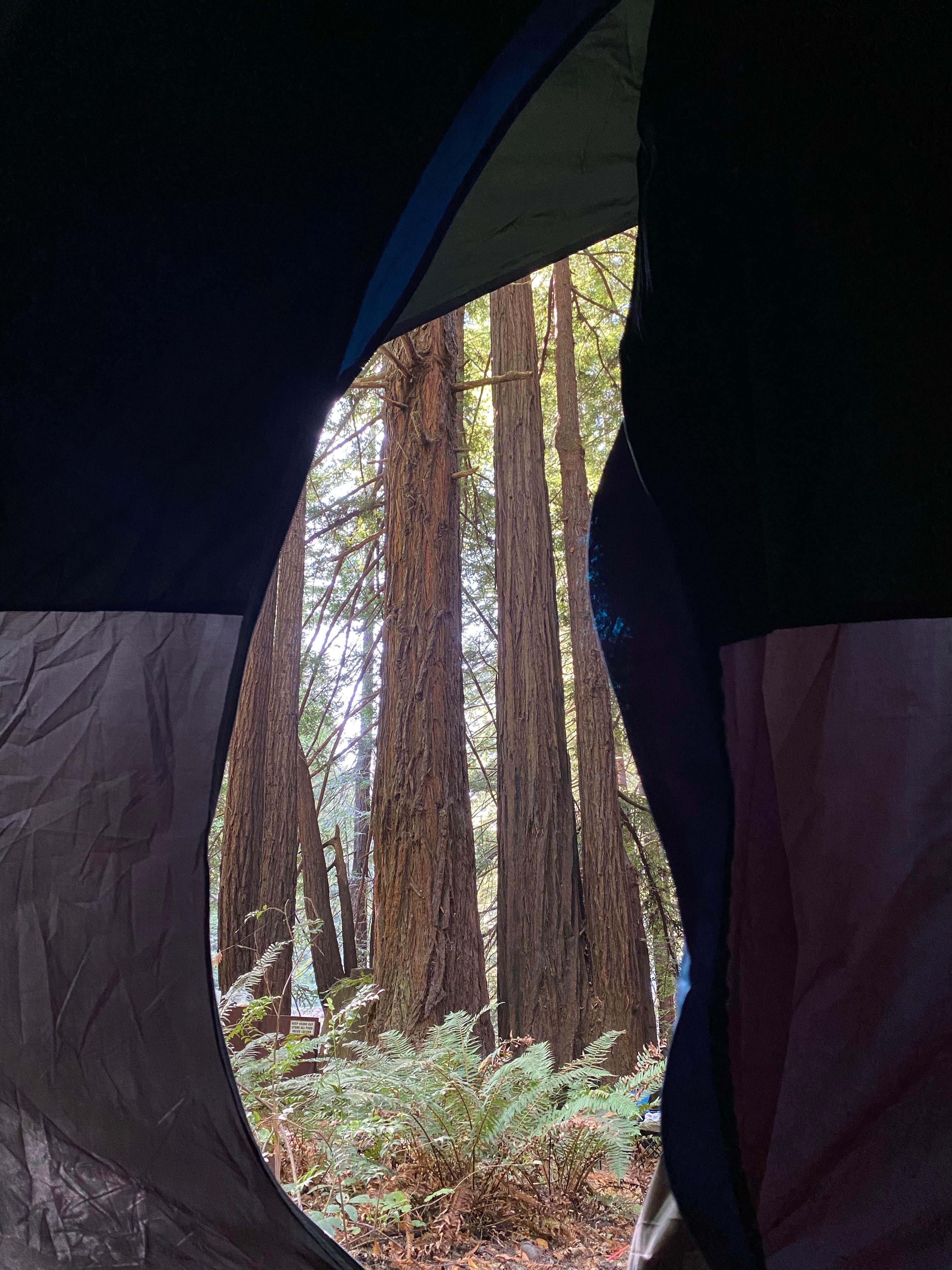 Taylor A.'s photo at Burlington Campground — Humboldt Redwoods State Park near Bridgeville, CA