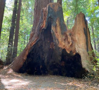 Camper-submitted photo from Burlington Campground — Humboldt Redwoods State Park
