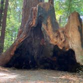 Review photo of Burlington Campground — Humboldt Redwoods State Park by Taylor A., September 5, 2020