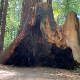 Review photo of Burlington Campground — Humboldt Redwoods State Park by Taylor A., September 5, 2020