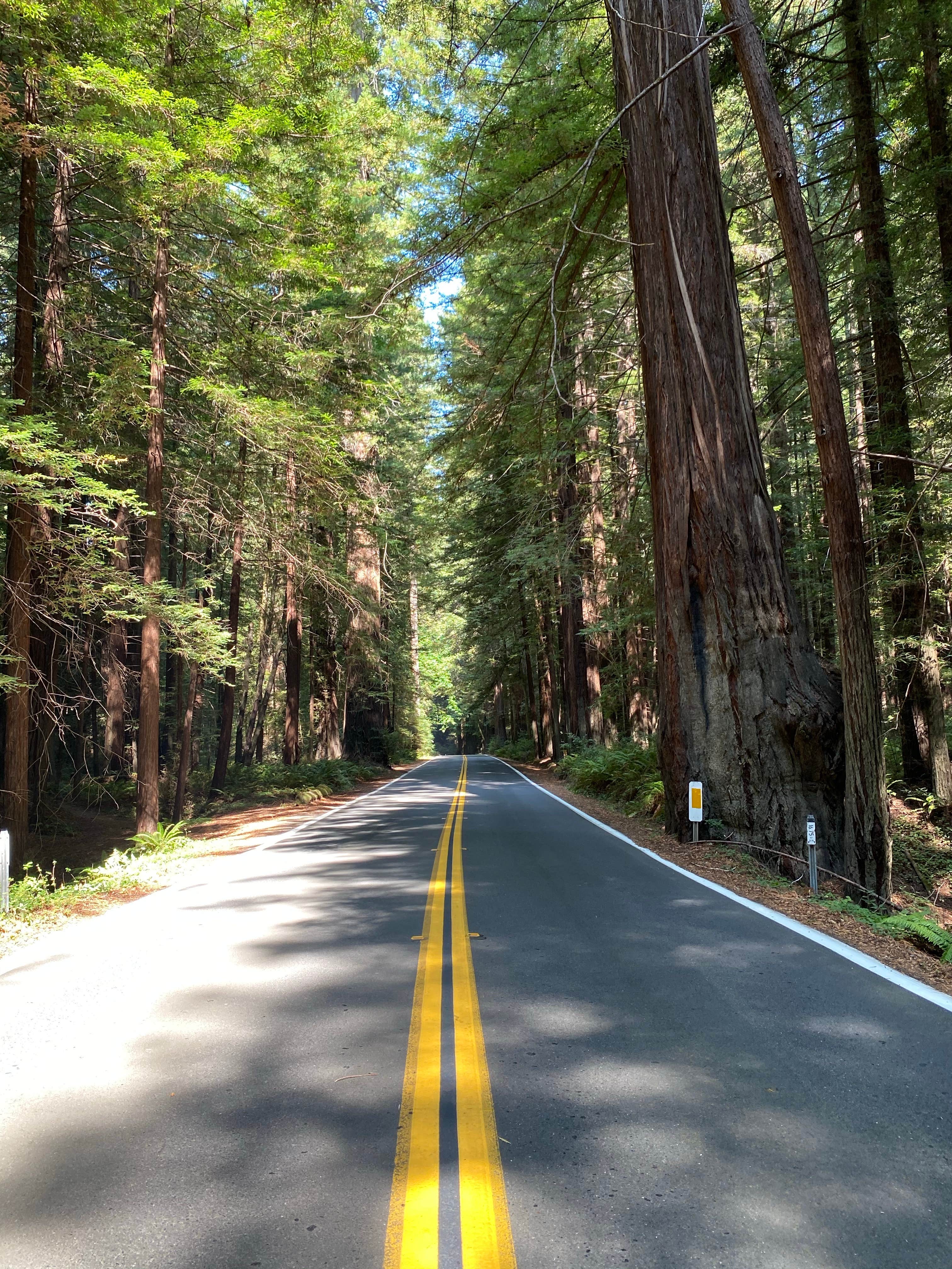 Camper submitted image from Burlington Campground — Humboldt Redwoods State Park - 4