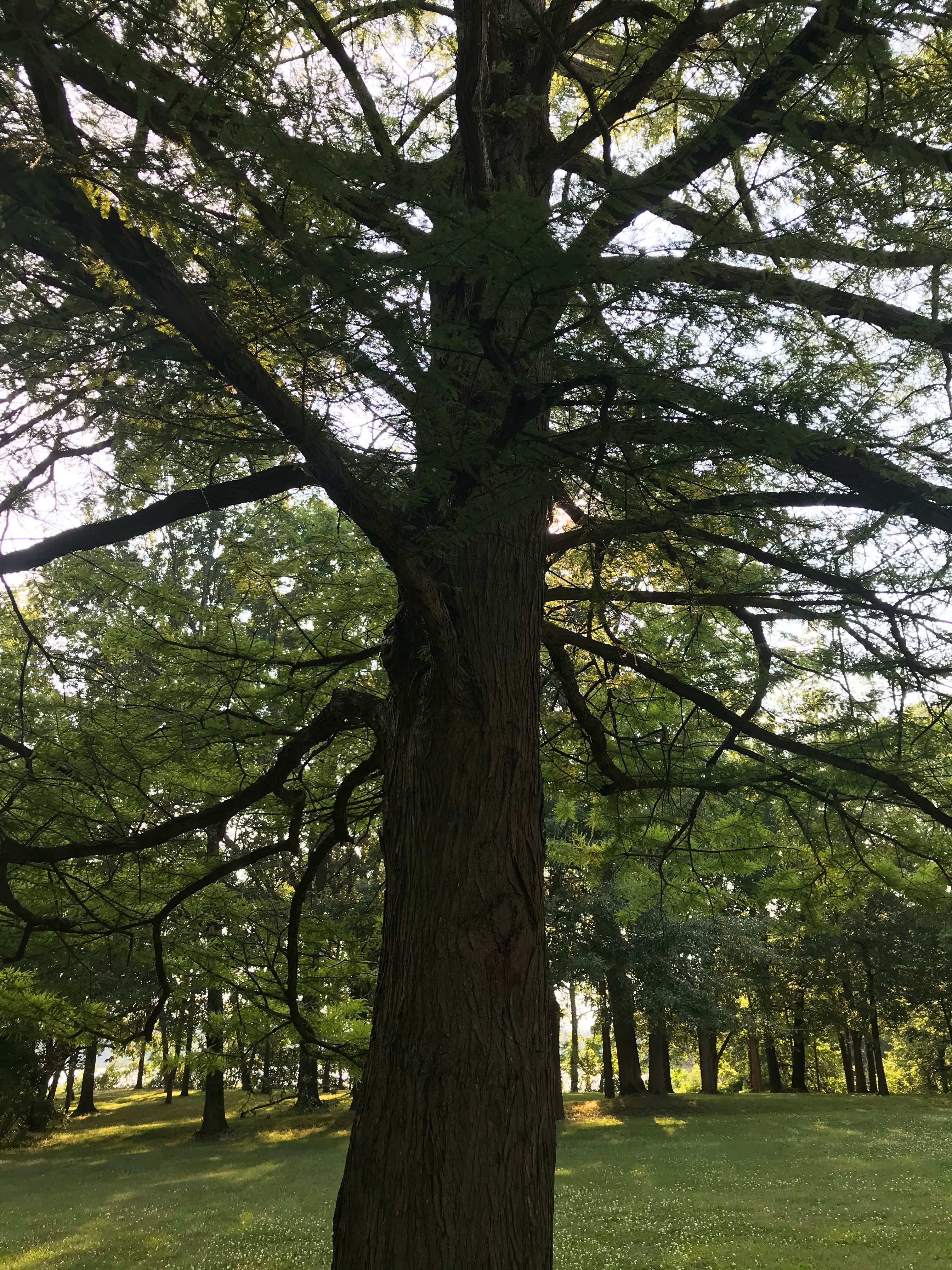 Sangchris Lake State Park Campground