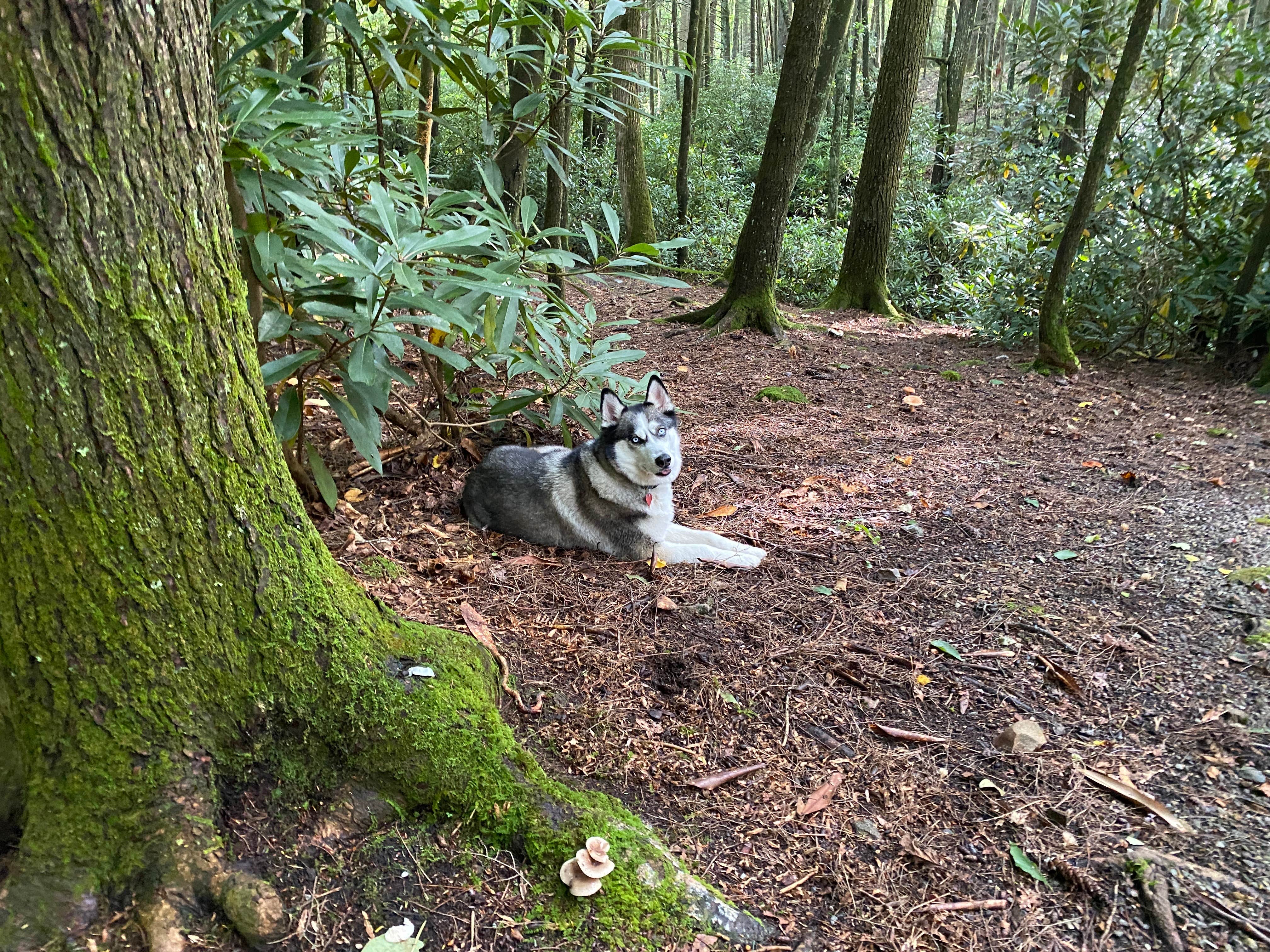Matthew's photo of camping with pets at Jefferson National Forest Beartree Campground near Troutdale, VA