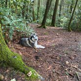 Review photo of Jefferson National Forest Beartree Campground by Matthew , September 5, 2020