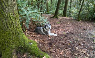 Matthew's photo of camping with pets at Beartree Recreation Area near Mouth of Wilson, VA