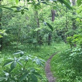 "Big Woods" Trail
