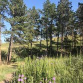 Review photo of Nebraska National Forest at Chadron by Susan L., September 5, 2020