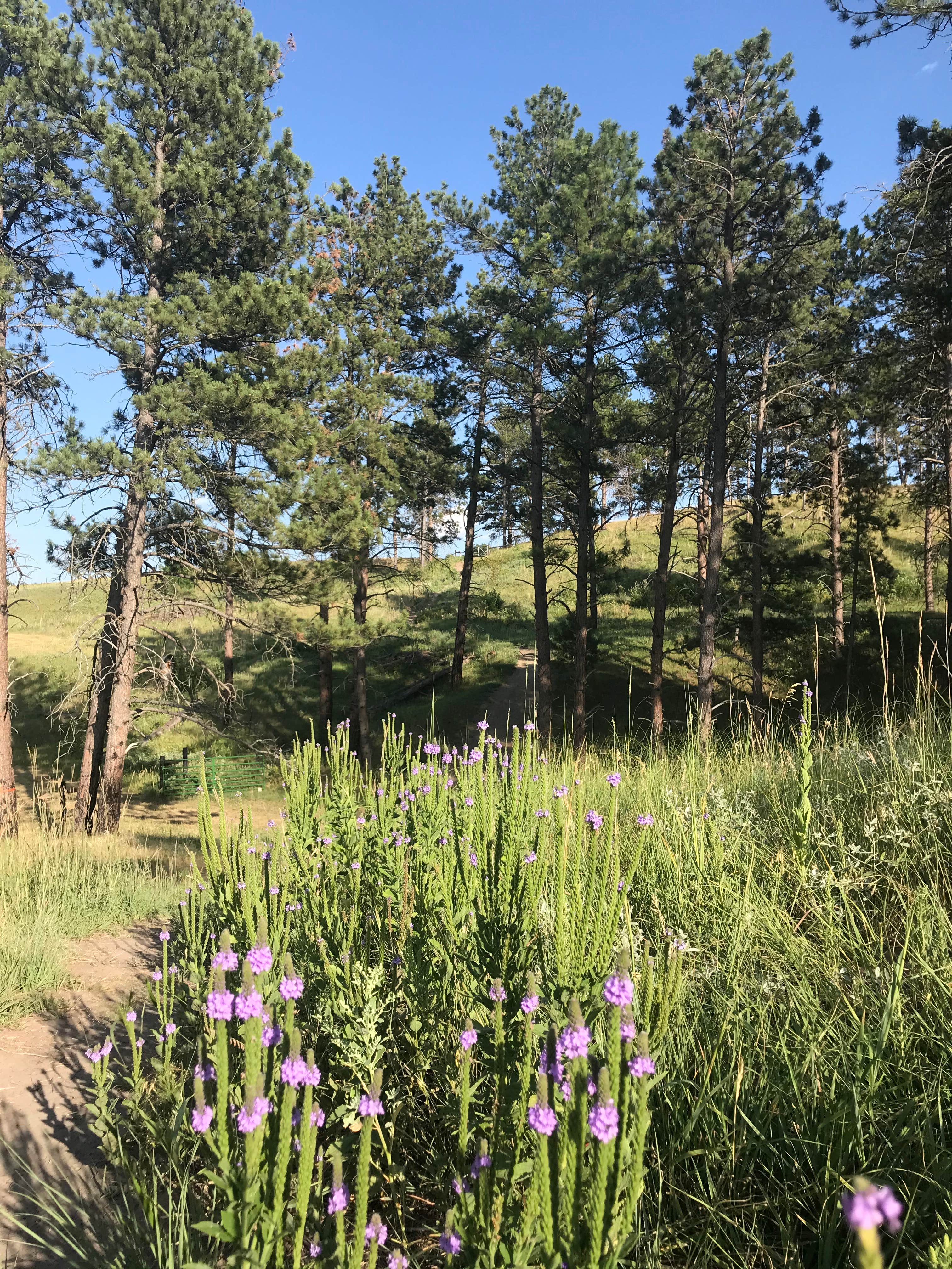 Camper submitted image from Nebraska National Forest at Chadron - 2