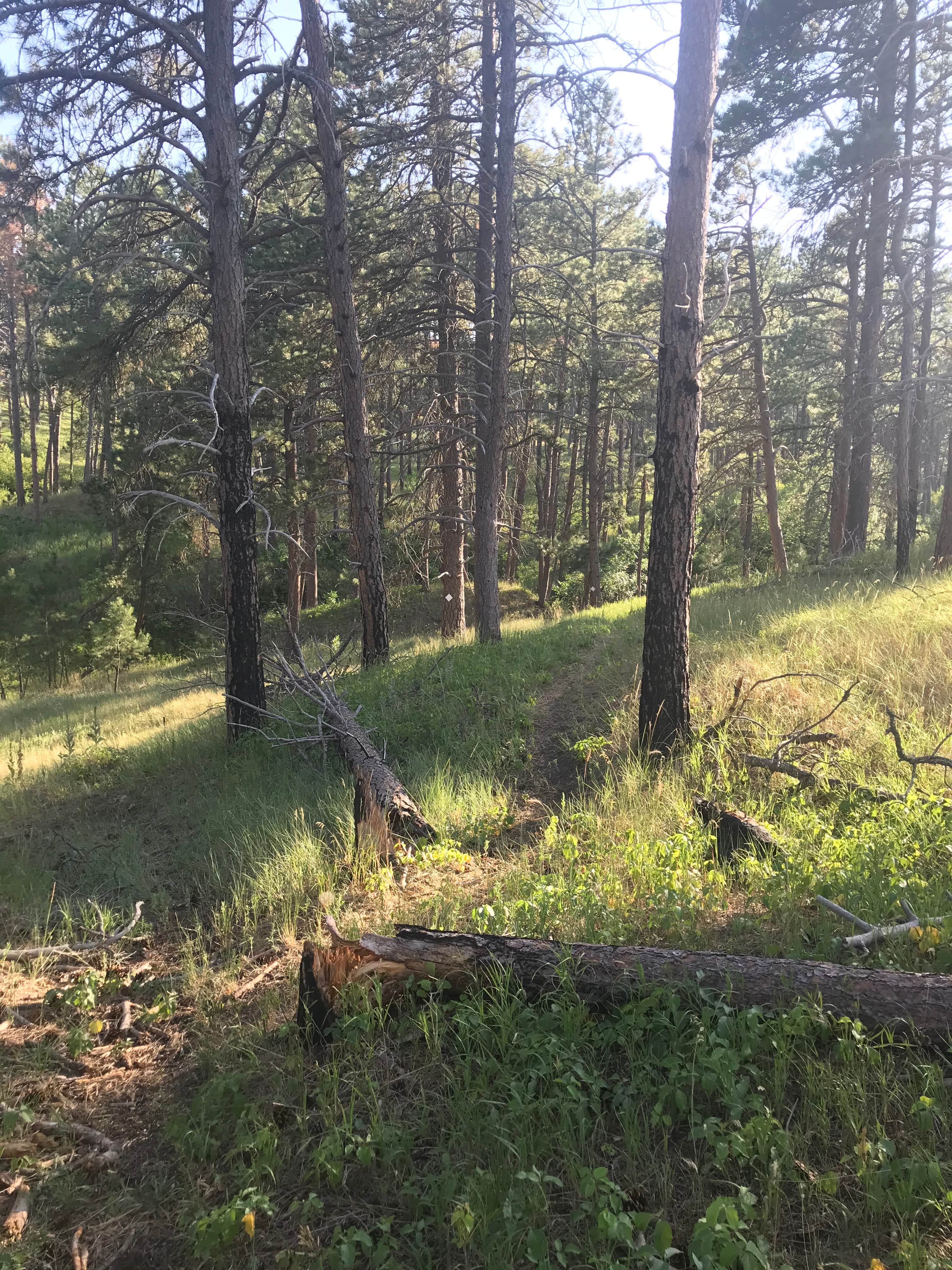 Nebraska National Forest at Chadron The Dyrt