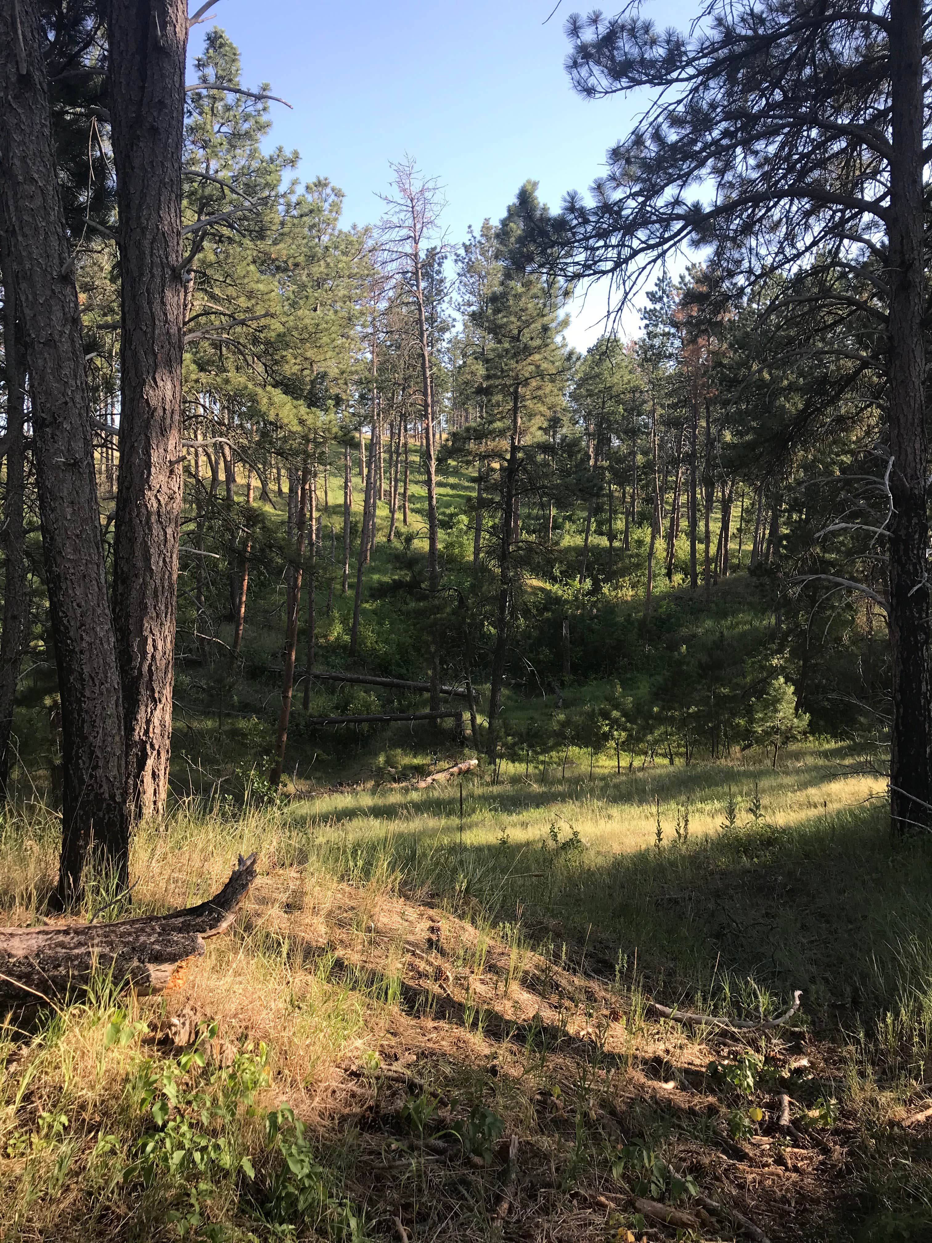 Camper submitted image from Nebraska National Forest at Chadron - 5