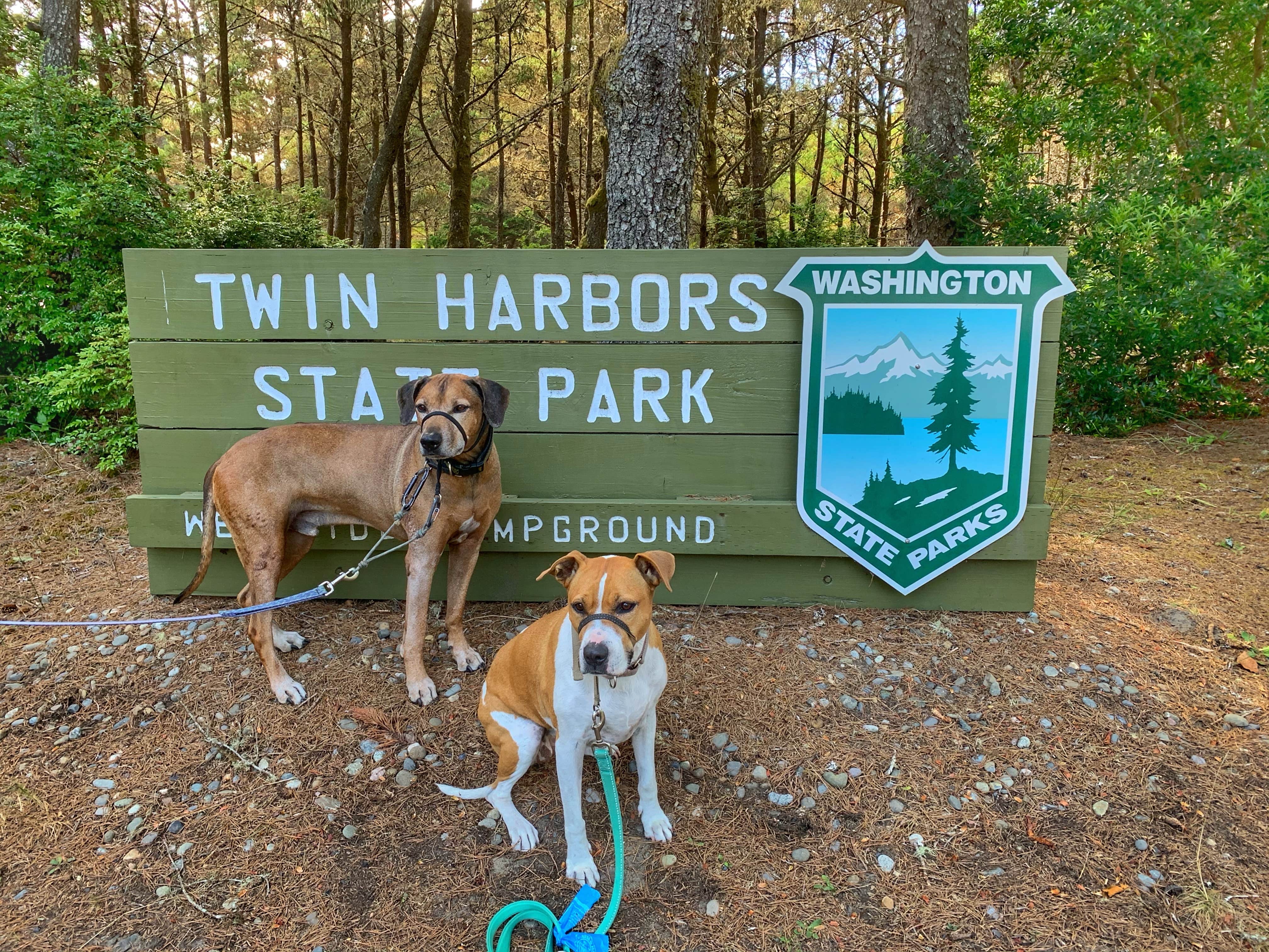 Sara S.'s photo of camping with pets at Twin Harbors State Park Campground near Raymond, WA