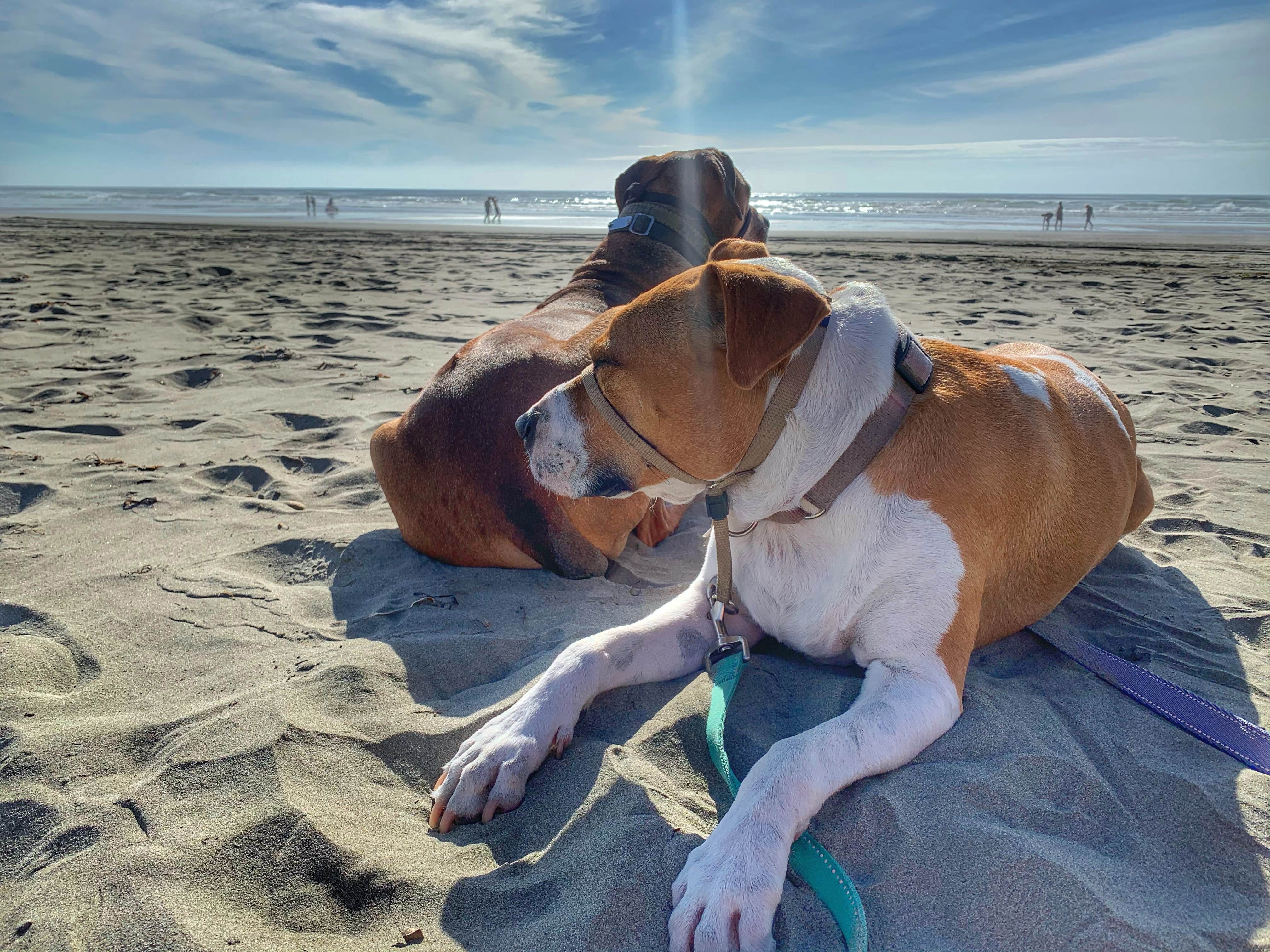 Sara S.'s photo of camping with pets at Twin Harbors State Park Campground near Aberdeen, WA