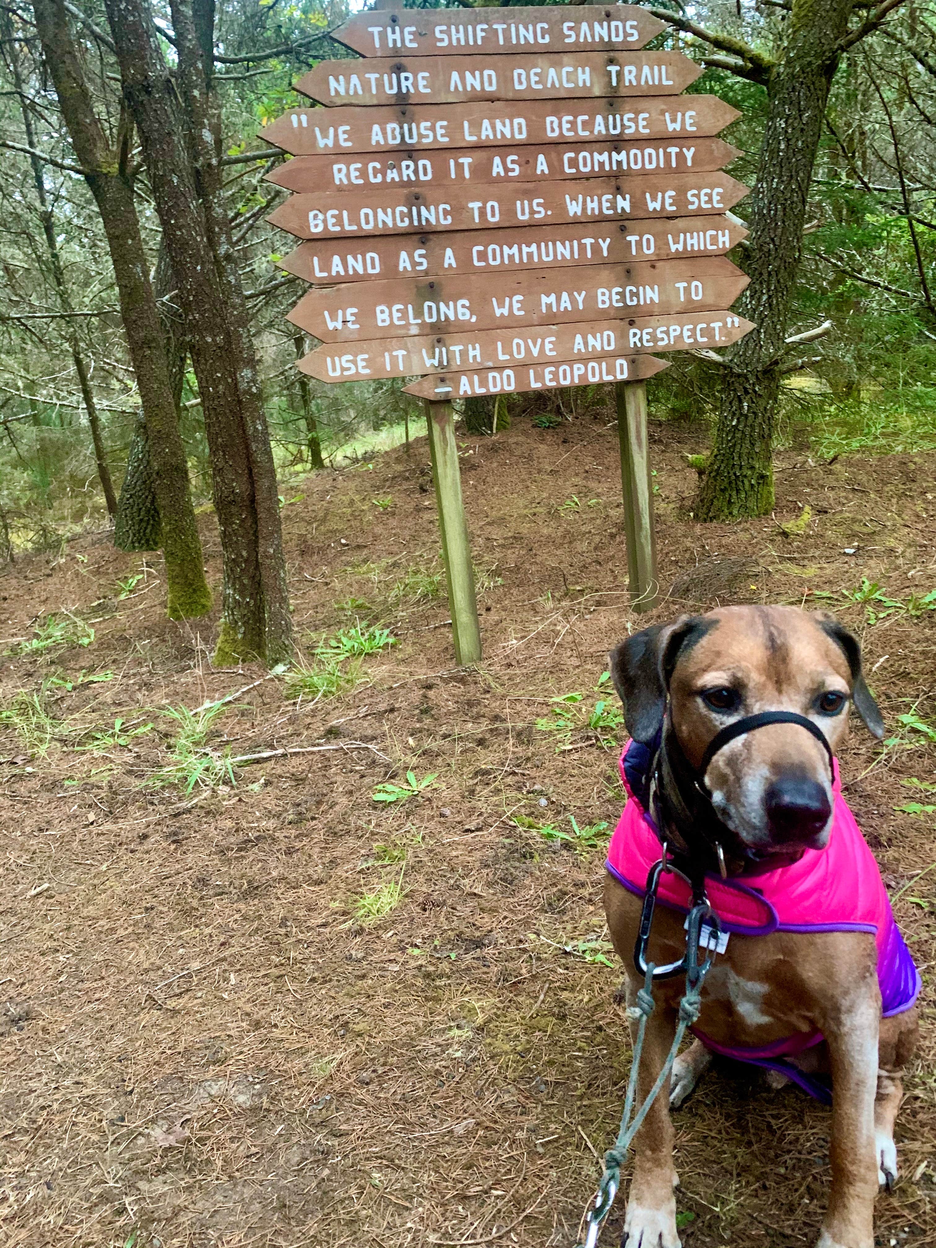 Sara S.'s photo of camping with pets at Twin Harbors State Park Campground near Hoquiam, WA