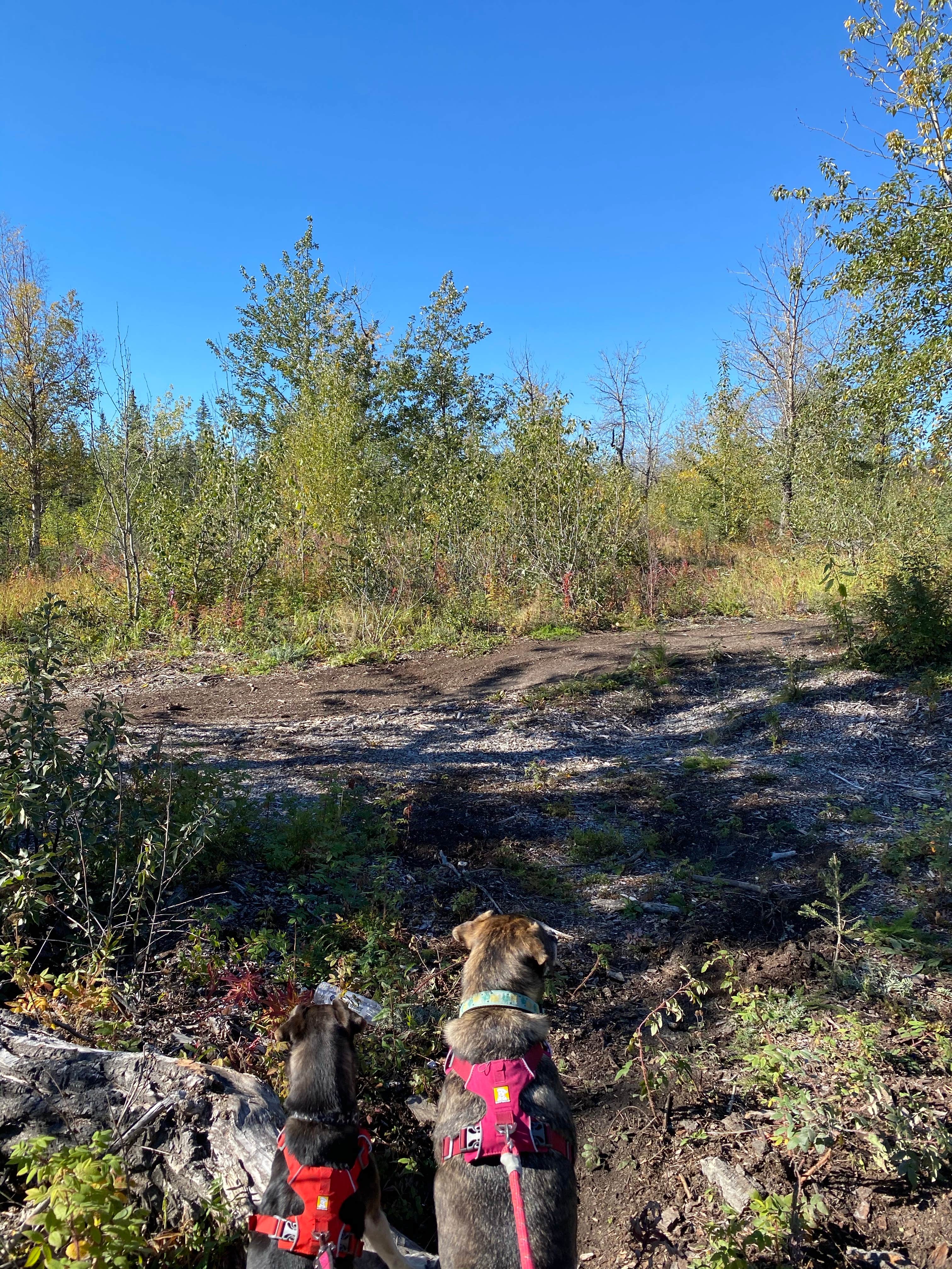 Tanya B.'s photo of camping with pets at Jim Creek Recreational Campground near Anchorage, AK