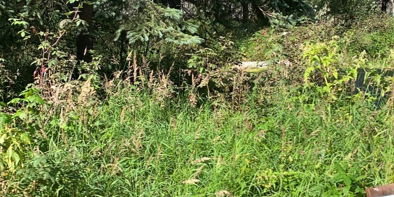 Camper submitted image from Red Squirrel Campground