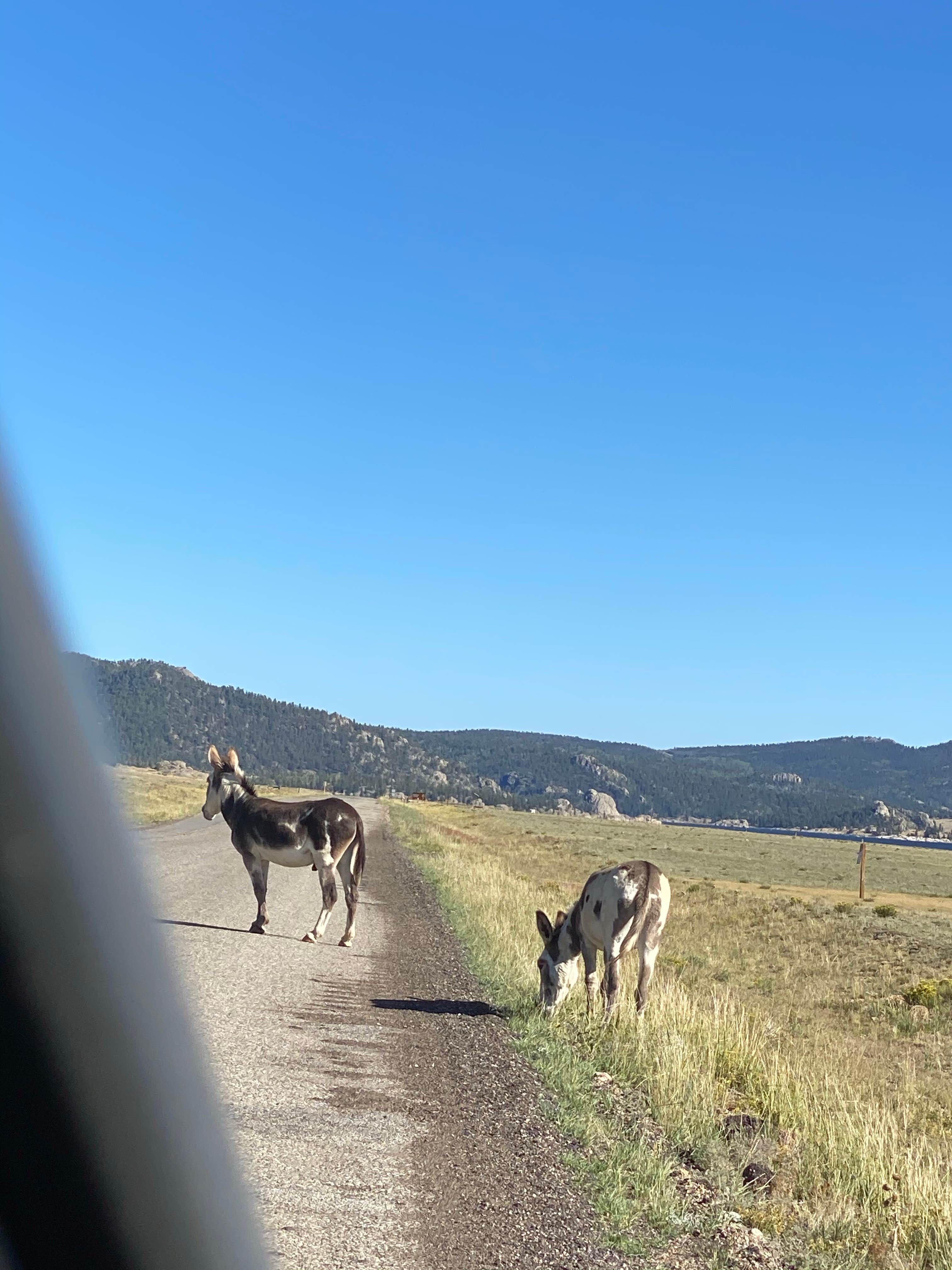 Camper-submitted photo at Rocky Ridge Camground — Eleven Mile State Park near Hartsel, CO