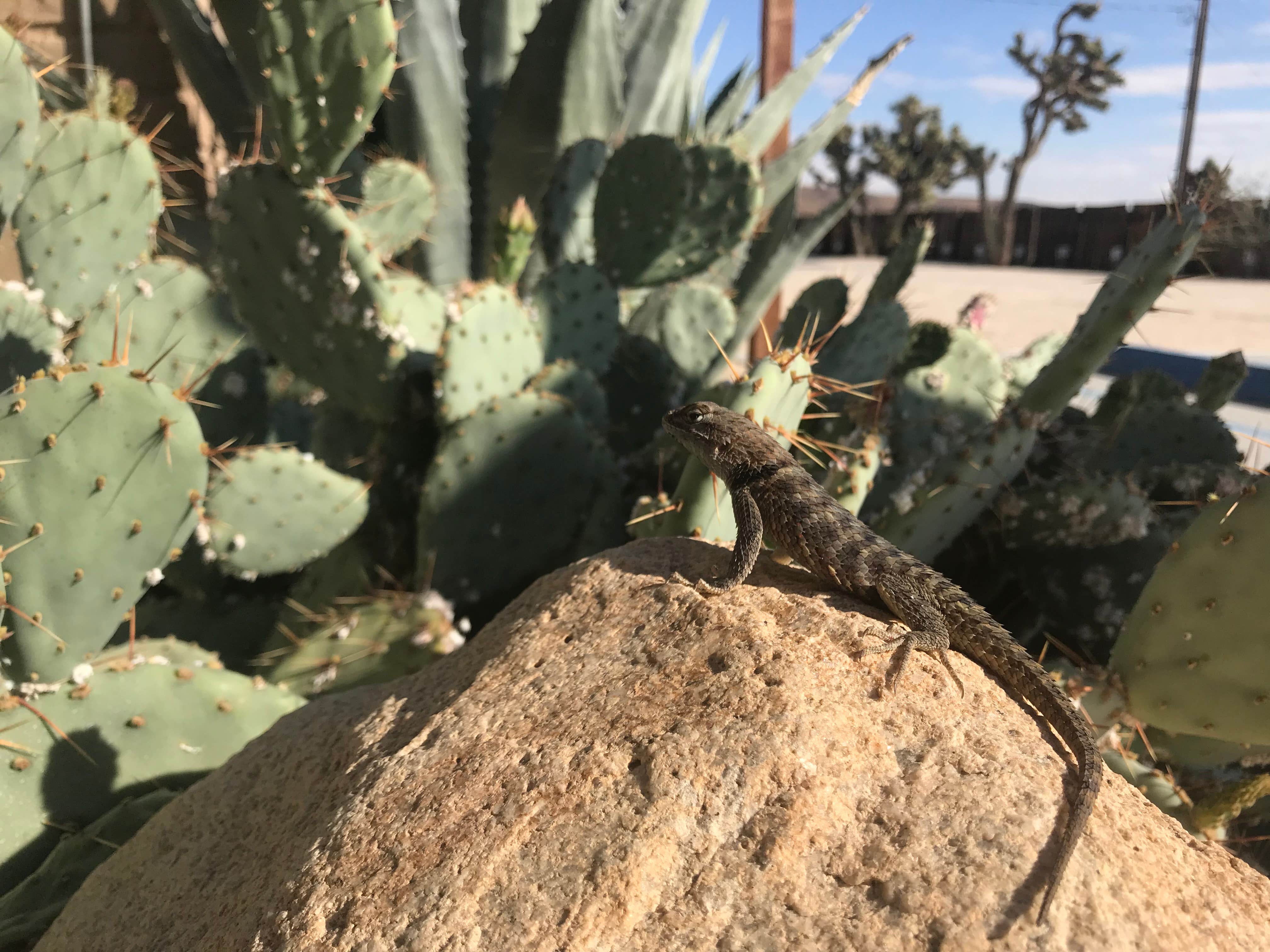 Camper submitted image from Pioneertown Corrals - 5