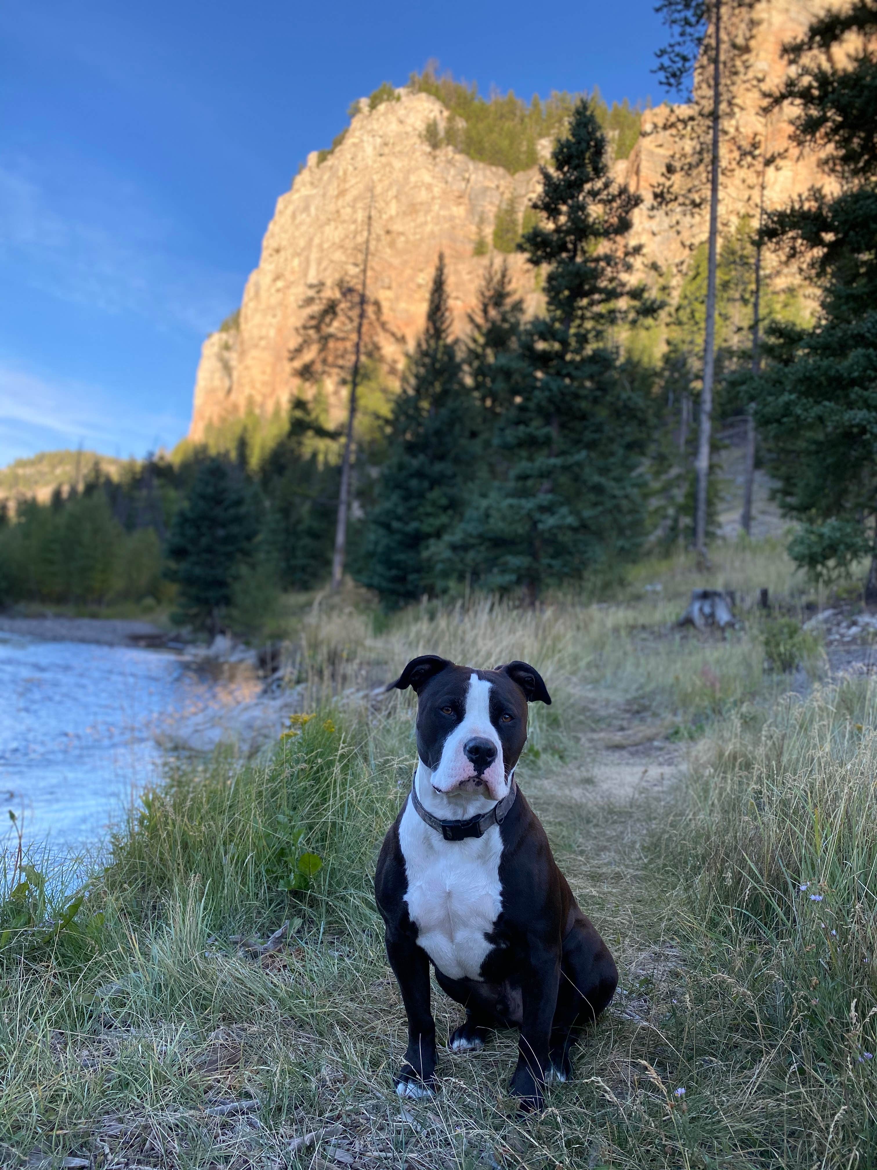 Rachel S.'s photo of camping with pets at Little Sunlight Camping Area near Cooke City, MT